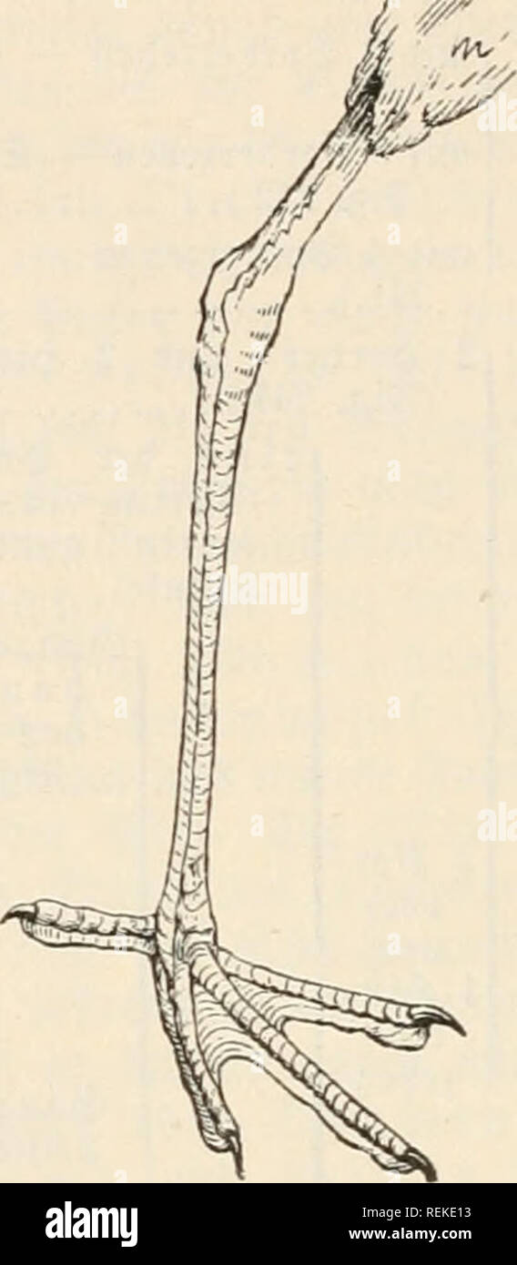 . Dr. Johannes Leunis Synopsis der thierkunde. Ein Handbuch für höhere Lehranstalten und für alle, welche sich wissenschaftlich mit der Naturgeschichte der Thiere beschäftigen wollen. Zoologie. . Bitte beachten Sie, dass diese Bilder sind von der gescannten Seite Bilder, die digital für die Lesbarkeit verbessert haben mögen - Färbung und Aussehen dieser Abbildungen können nicht perfekt dem Original ähneln. extrahiert. Leunis, Johannes, 1802-1873; Ludwig, Hubert, 1852-1913. Hahnsche Buchhandlung Hannover, Stockfoto