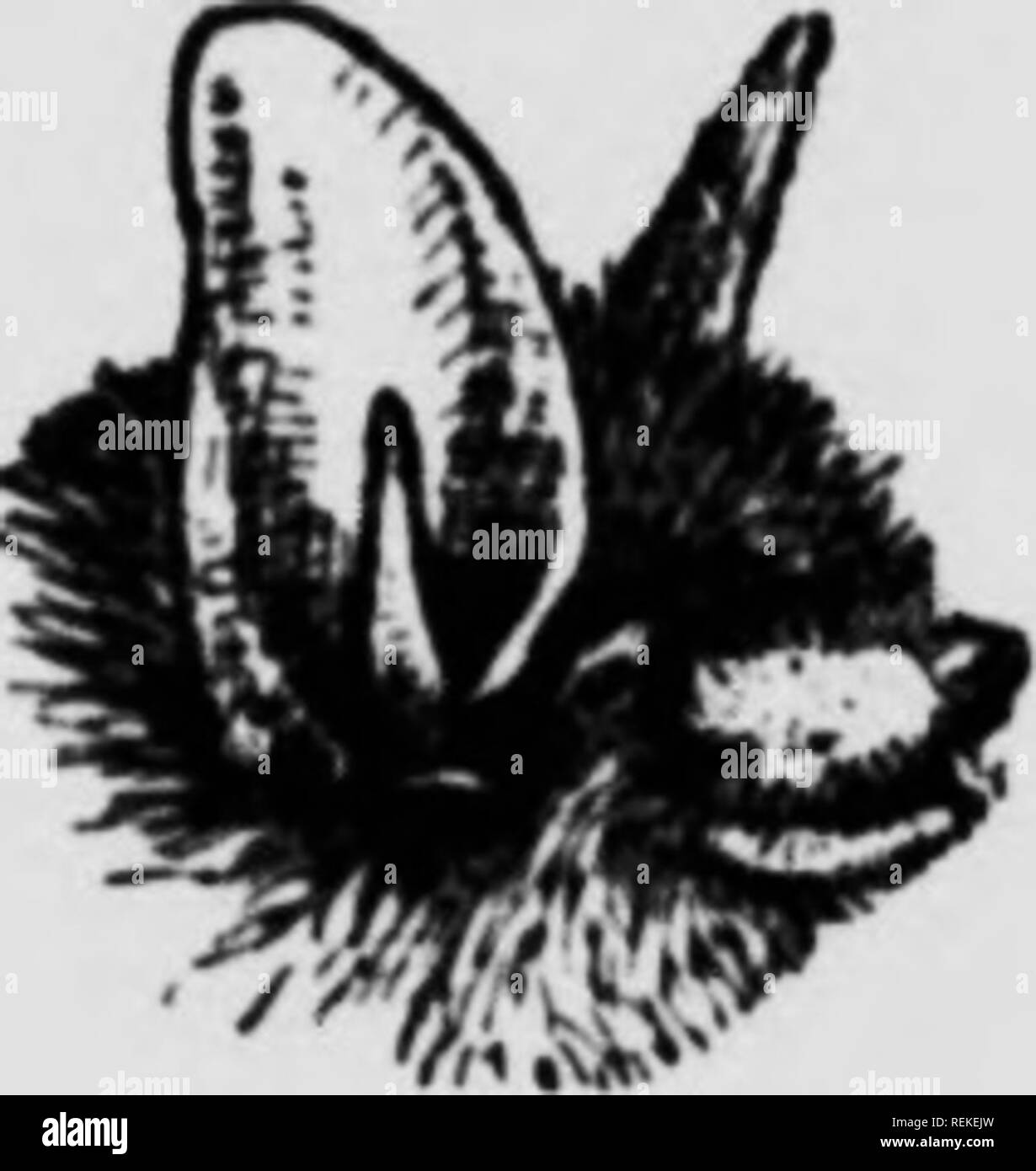 . Leben - Geschichten der nördlichen Tiere [microform]: ein Konto der Säugetiere von Manitoba. Säugetiere; Säugetiere; Mammifères; Mammifères. 1148 Leben - Geschichten der Nördlichen Tiere Größe m Farbe. Verbreitung 9 bis 10 Zoll. Coluur, braun matt. Gleiche Größe aiid Farbe, aber das Ohr und tragu * lunger und ftlenderer. M. subutattii. Länge, von der Schnauze bis zum Schwanz-Tip, 3 bis ich Zoll (76 bis 89 mm.); Unterarm, vom Ellenbogen bis zum Handgelenk, wenn zu Wenn (35 bis 41 mm.), Tibia,," H (14 bis 17 mm.); Verbreitung über Flügel, 9 bis 10 Zoll (229 bis 254 mm); Ohren, "kurz und spitz, erreichen, wenn nach vorne gelegt, kaum von der Nos zu Tip Stockfoto