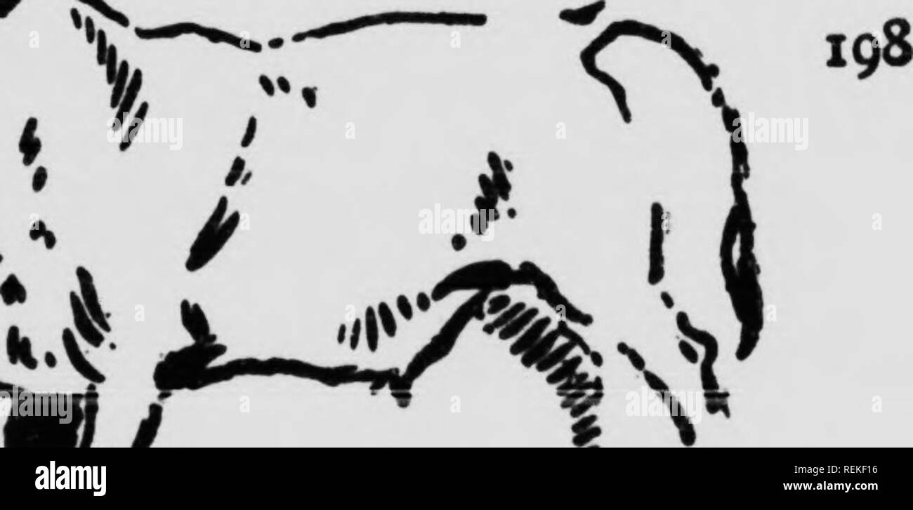 . Wilde Tiere zu Hause [microform]. Tiere; Zoologie; Animaux; Zoologie. Soeak - Katzen "Row-ow-ow-ow" Es kam, und shookmeinto wakefilness voll zu begreifen, dass dieses schreckliche Brute war wieder zurück. Er konnte nicht die glorreiche, verlockende Möglichkeit, furchtbar wütend über "bluggy Milch widerstehen." Jetzt war er im Lager, nahe bei der Hand, der ganze Himmel schien blockiert und die Bäume ein - Gänsehaut, als er kam. "Row-mv-&lt; keine "CW", polterte er, auch schnaubte leise, wie er gekommen ist, und bevor ich es wusste, ging er durch die engen Raum zwischen unseren Betten und dem Wagen. Hatte sprang ich u Stockfoto