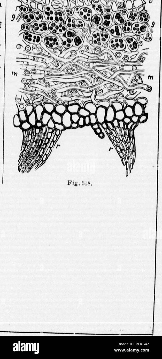 . High School botanischen Hinweis Buch [microform]. Botanik; Botanique. Abb. 319. Kiy. !) 17, "^""-. Bitte beachten Sie, dass diese Bilder sind von der gescannten Seite Bilder, die digital für die Lesbarkeit verbessert haben mögen - Färbung und Aussehen dieser Abbildungen können nicht perfekt dem Original ähneln. extrahiert. Spotton, H.B. (Henry Byron), 1844-1933. Toronto: W. J. Gage Stockfoto
