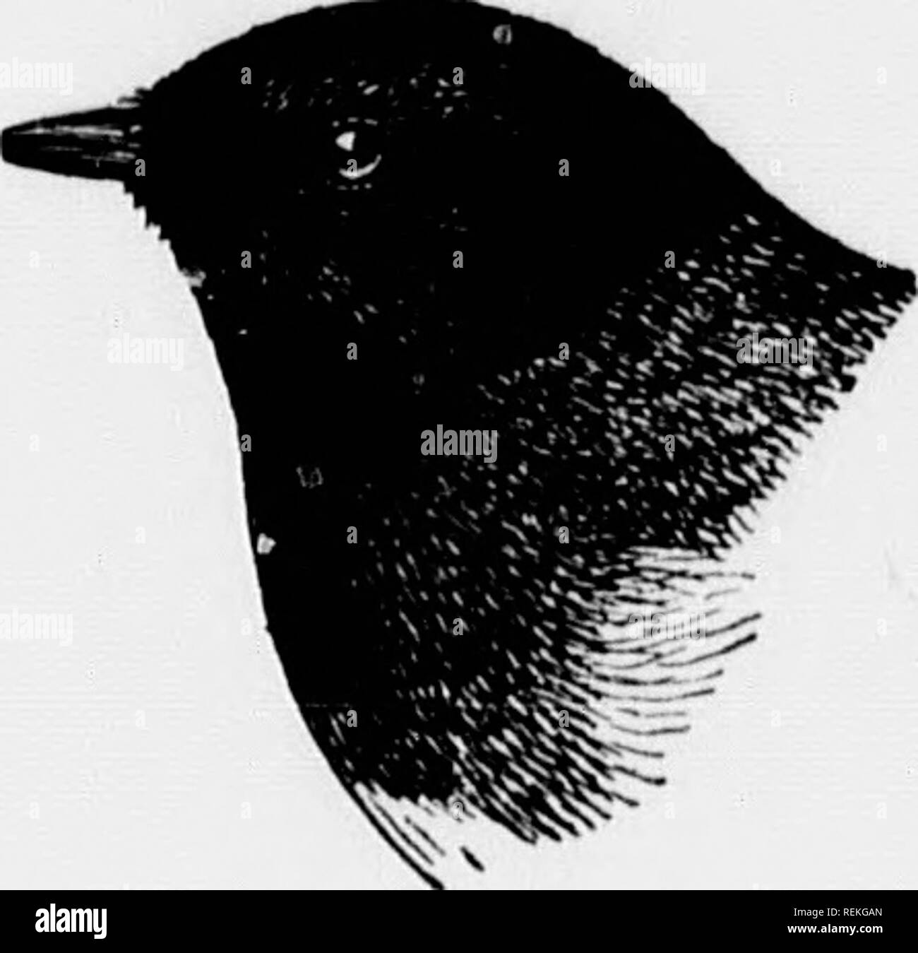 . Vögel von Dorf und das Feld [microform]: ein Vogel Buch für Anfänger. Vögel; Oiseaux. Abb. Ich!Ich habe 4. Ki (}. !!). -&Gt;. Gelb - ninjped Warbler. Kedstart GRASMÜCKEN. Amerikanische Pieper; Titlark: Atukus pensilvanicus. Obere Teile bräunliche^ Ray; ein whiti. SLI-Linie über dem Auge; unter Teilen Buffy, mit schwarzen Streifen; äußere Schwanzfedern weiß; Hind toe-Nagel länglich. Länge, über ij Zoll. Gkogkaphic Di.. sTKiBimoN âNorth Amerika auf große, Rasse - ing in den höheren Teilen der Rocky Mountains und vom Golf von St. Lawrence, das gegen Mitternacht liegt, und Überwinterung in den Golfstaaten, in Mexiko und Mittelamerika. Kranke pa Stockfoto