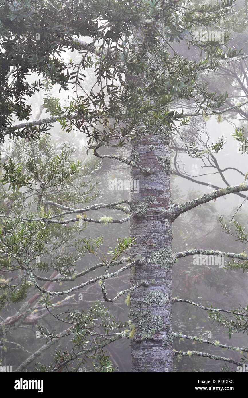 New Zealand native Wald im schweren Regen verursacht geringe Sichtbarkeit und düsteren Eindruck mit Kauri Baum im Vordergrund. Stockfoto