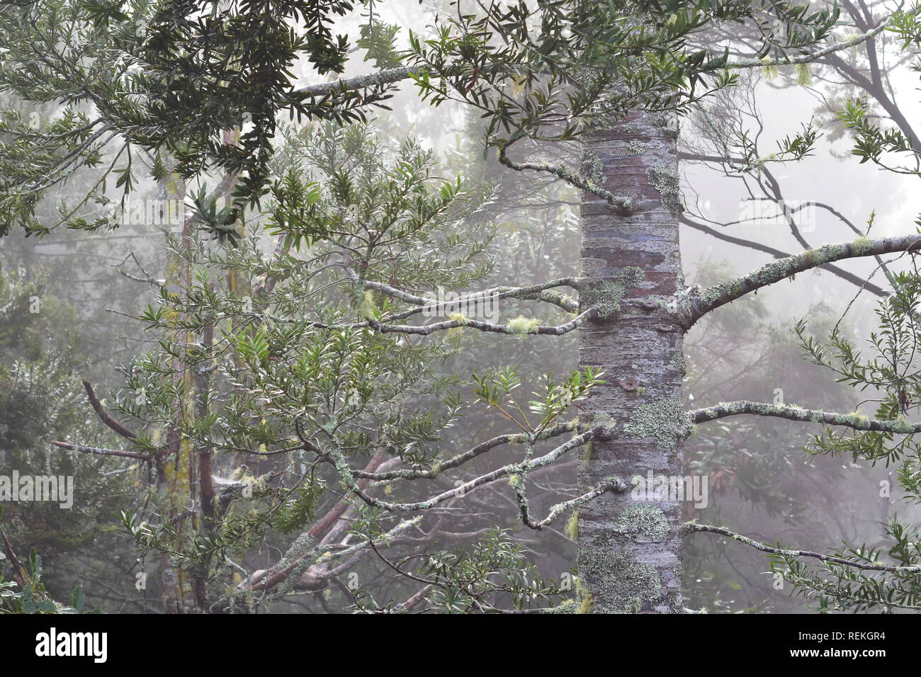 New Zealand native Wald bei starkem Regen verursacht geringe Sichtbarkeit und düsteren Eindruck mit Kauri Baum im Vordergrund. Stockfoto
