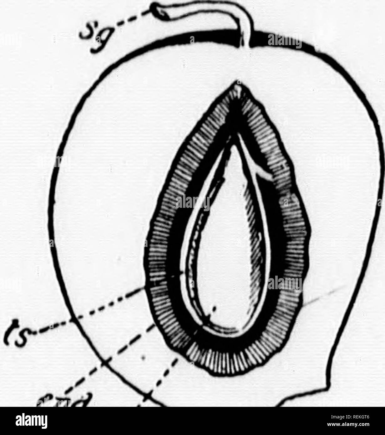 . Elementare Botanik [microform]. Botanik; Botanique. Erdbeere, Bm den steinigen endocarps (Abb. ,, 6,.^, âo, ect Die TVPBS IV: Kirsche, Pflaume,.. APRIKOSE (/â¢â., â) flofr" (fii "^.', tr ' ' ' ' " " ' " '"'"'^'^^^ P*-t) auf der '^gleichen Plan hat wie die der Rose gebaut, aber es ist nur ein fruchtblatt, mit zwei samenanlagen, am unteren Rand des tiefen receptacular Rohr i^c) jeder Blume. Nach der Bestäubung große Unterschiede im Verhalten von Primus und der Rose. Das Gefäß-Tube von Primus abfällt, und die Einzelnen *''^-* 77 âVertical Abschnitt der Blume des Stockfoto