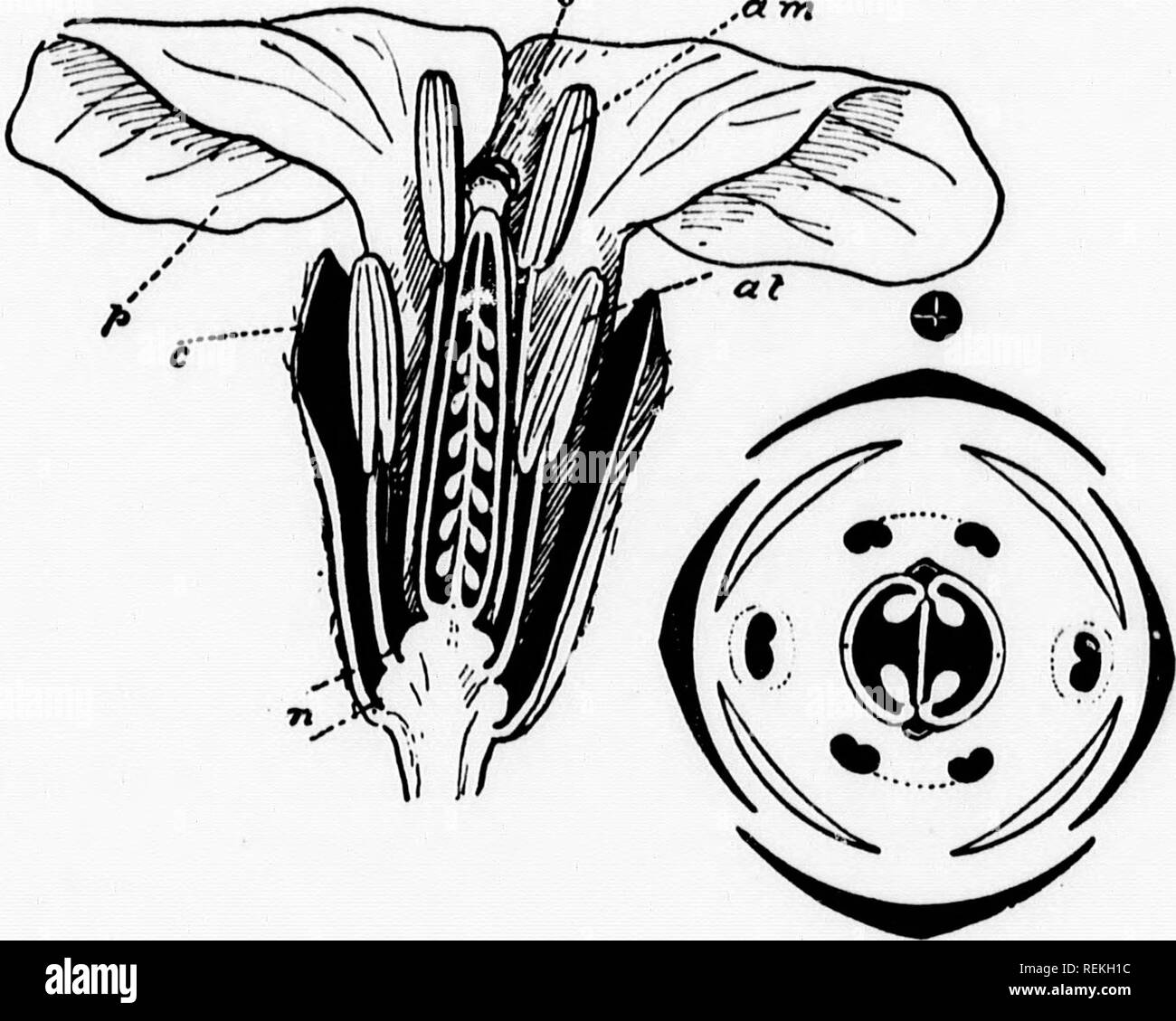 . Elementare Botanik [microform]. Botanik; Botanique. I'0 LYPETAL. 4 Ich KREUZBLÜTLER ^.: 0,35 keine endSperâ¢''""" • "'"°"'¢' is'" -- "/aliliqua/S, tvpb I: U-AIJ. Blume (CMraMus ckeinX * *.bin. 56 "157" + T''s eDarSLÂ°^ Trf''""" • 7 J" "â¢'^â"'eet-sceâted. &Amp; w. whorsTtwo eaS,''^ Der 't' J^^" lT T^^ f'"'â¢^" Â "â¢^ ng Spinnwirtel und sind hiilr n S'''''' P ^^Â°""* e innere Unsere. median sepa^ TK ^Er eingefügt: ^Z^Tl ^J^^ Z llifl. Bitte beachten Sie, dass diese Bilder aus gescannten Seite Bilder, die digital für readabilit gesteigert wurden extrahiert werden Stockfoto