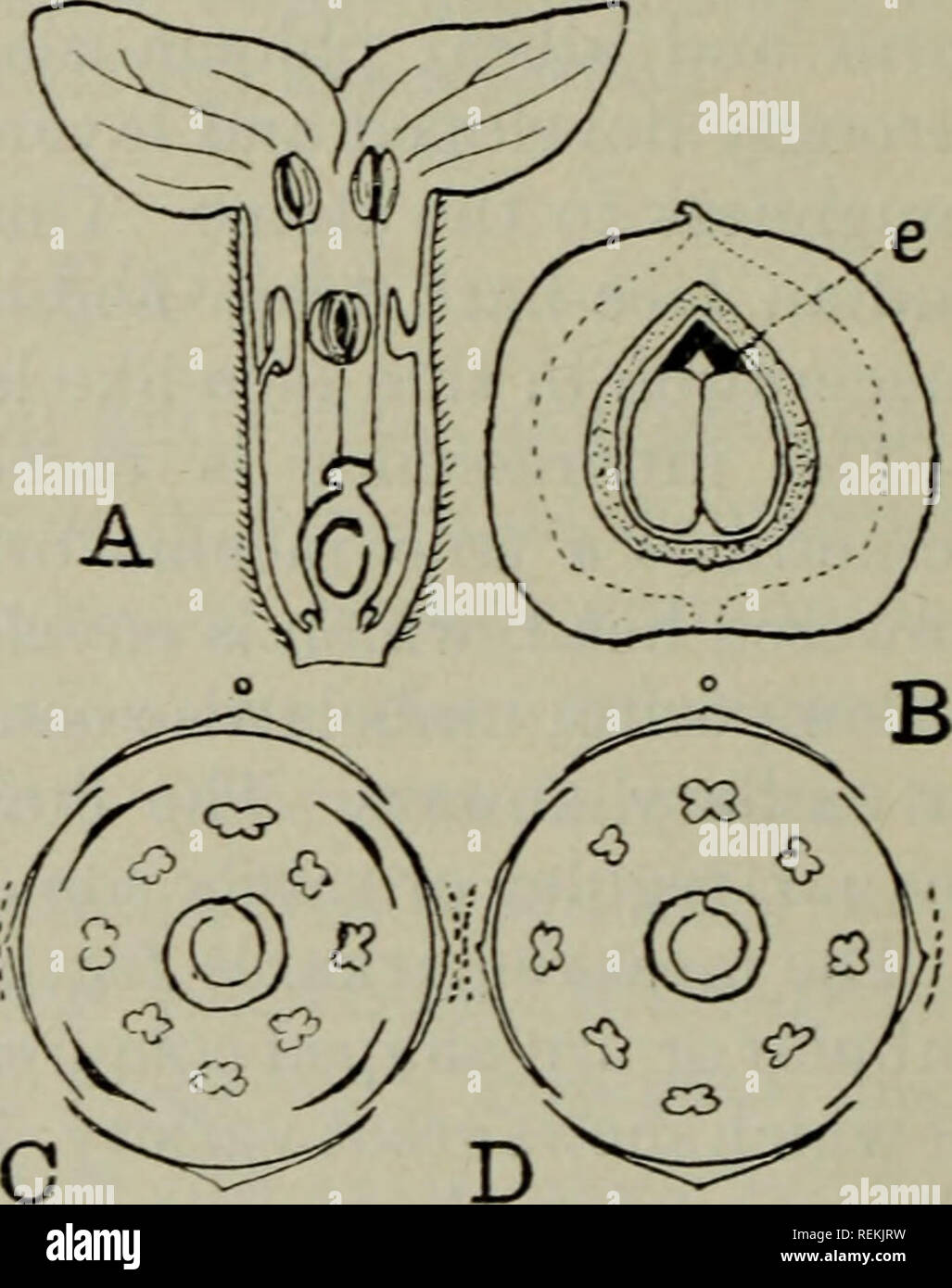 . Die Klassifizierung der blühenden Pflanzen. Pflanzen. 372 blühenden Pflanzen ist dick und Ledrig, oder manchmal Zellstoff}', wenn die Frucht ist eine Steinfrucht (Abb. 184). Eine steinfrucht - wie auch von den fleischigen Entwicklung der persistenten Base des Gefäßes gebildet wird. In diesen Fällen ist die Frucht von der Agentur von Vögeln verteilt; die trockenen Früchte, die sehr leicht sind und manchmal Haare tragen, ähnlich einem pappus, sind von der A^dnd durchgeführt. Das Endosperm ist in der Regel gering oder nicht vorhanden, und der embrj^o ist groß vdih Dicke konvexe Keimblätter und aufwärts zeigend Keimwurzel (Abb. 184, B). Die Familie enthält 40 ge Stockfoto