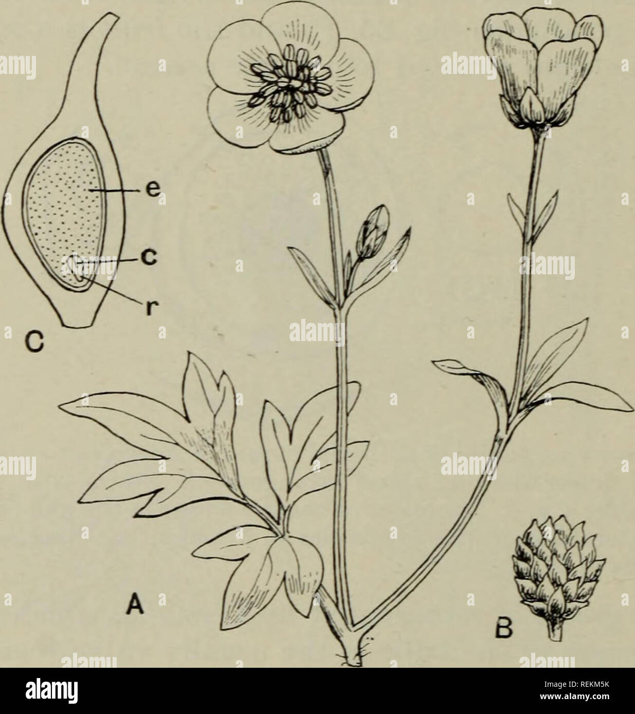 . Die Klassifizierung der blühenden Pflanzen. Pflanzen. 146 blühenden Pflanzen die Blütenblätter, gleicher Anzahl und im Wechsel mit den Kelchblättern, haben einen Stiel und engen Extremität, die mit einem flachen Nektar - Grube; es gibt wenige Staubgefäße und eine große Anzahl von spiralförmig angeordneten carjDels auf eine längliche Achse (Abb. 67. C). Die wenigen Arten von ^^ (Zoni (Fasan e^^ e) Kräuter mit viel geteilte Blätter, und solitarj^ terminal Blumen, in dem fünf Kelchblätter von 8-16 gelb ^ oder rote flache Nektar - weniger Blütenblätter und zahlreiche Staubblätter (nach Schrodinger, 21 Zeilen) und fruchtblätter auf eine konvexe Achse gelungen sind. Ranunculus ist ein La Stockfoto
