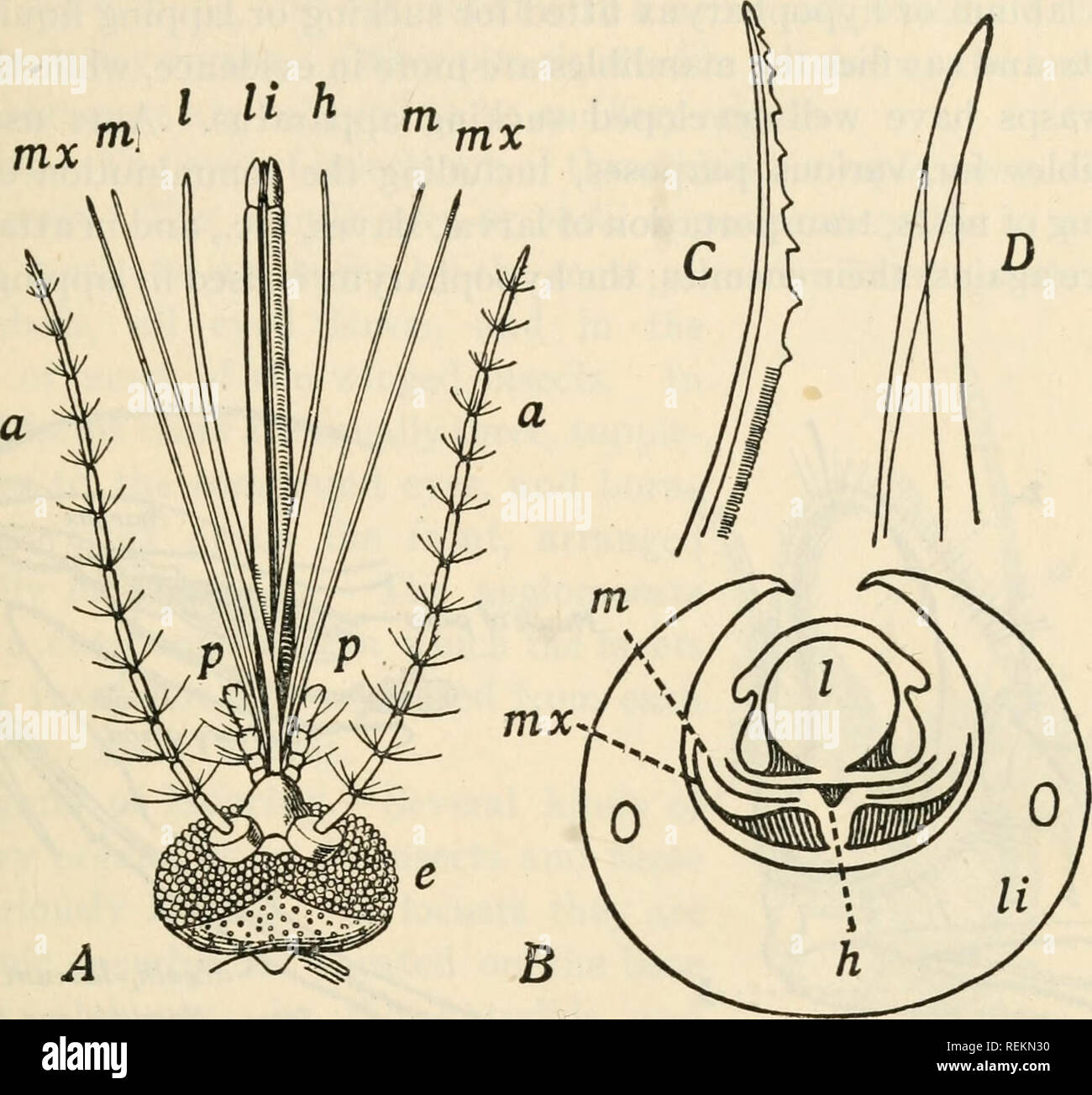 . Klasse Buch der wirtschaftlichen Entomologie. Insekten, Schädigenden und nützlich. [Aus dem alten Katalog]; Insekten; Insekten. Struktur, WACHSTUM UND WIRTSCHAFTLICHKEIT VON INSEKTEN 9 Gelenkwelle Schnabel, die geänderten Schamlippen. Das labrum schließt der Nut (Abb. 14). I li h m. Schwein. Ii - Mund - Teile der weiblichen Moskitos (Culex pipiens). A, Dorsalen Aspekt; B, Querschnitt; C-, Extremitäten der Maxilla; D, Extremitäten des labrum-Epi-Rachen; Ein., Antenne; e., Compound eye; h., hypopharynx; I., labrum - epipharynx; /*., Schamlippen; m., Unterkiefer; mx., Maxilla; s., palpus maxillaris. {Nach Folsom und Dimmock.). Bitte beachten Sie, dass diese im Stockfoto