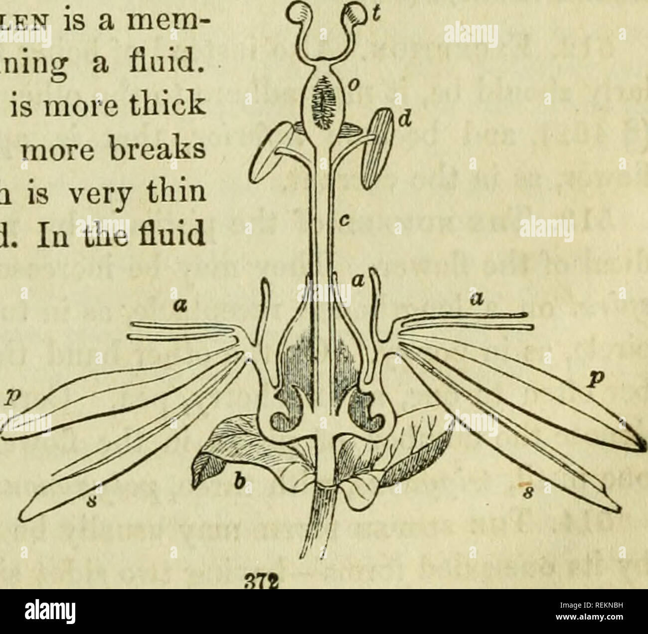 . Klasse - das Buch der Botanik: die Konturen der Struktur, Physiologie und Klassifizierung der Pflanzen; mit einem Flora von den Vereinigten Staaten und Kanada. Botanik; Pflanzen; pflanzen. 367 Pollenkörner. 367, Pinus larico. 368, Basella rubra, mus gramliflorus. 371, Passiflora incarnata. 509. Jedes Korn der Pollen ist ein Mem-branous Zelle oder Sack mit einer Flüssigkeit. Sein Fell ist doppelt, die äußeren mehr ist dick und fest, stellt eine oder mehrere Pausen, in denen die innere Schicht, die sehr dünn ist und expandierbar, aufgedeckt wird. Ie die Flüssigkeit ausgesetzt Moleküle undenkbar Minute-ness, sagte ein Tre-mulous zu besitzen Stockfoto