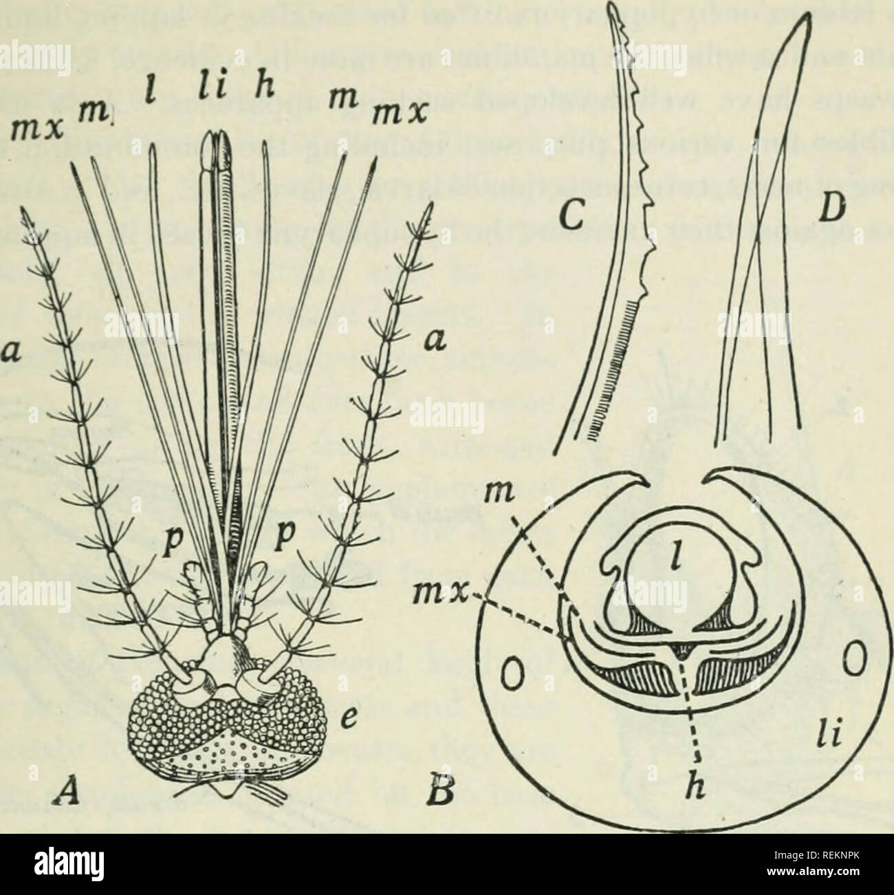 . Klasse Buch der wirtschaftlichen Entomologie, mit besonderem Bezug auf die wirtschaftliche Insekten der Norden der USA und in Kanada. Nützliche Insekten; Schädlinge; Insekten; Insekten. Struktur, WACHSTUM UND WIRTSCHAFTLICHKEIT VON INSEKTEN Q Gelenkwelle Schnabel, die geänderten Schamlippen. Das labrum schließt der Nut (Abb. 14). I li h. Abb. Ii - Mund - Teile der weiblichen Moskitos (Culex pipiens). A, Dorsalen Aspekt; B, Querschnitt; C-, Extremitäten der Maxilla; D, Extremitäten des labrum-Epi-Rachen; Ein., Antenne; e., Compound eye; h., hypopharynx; /., labrum - epipharynx; li., Schamlippen; m., Unterkiefer; mx., Maxilla; s., maxill Stockfoto