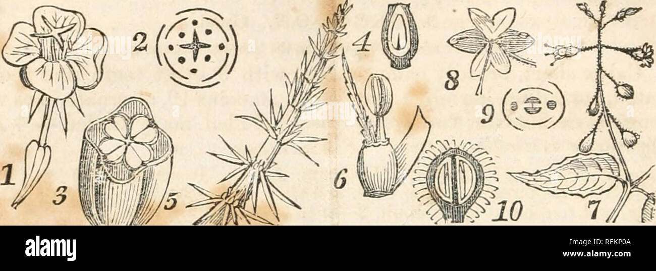 . Eine Klasse - das Buch der Botanik, für Hochschulen, Akademien und anderen Seminaren... Illustriert durch eine Flora des nördlichen, mittleren und westlichen Staaten, insbesondere der Vereinigten Staaten nördlich des Capitol, lat. 38 3/4. Botanik; Pflanzen -- United States; Pflanzen-- Kanada. y 82 LV. OiNAGRACEiE. Epilobium. po3SÂ £% eine keine bemerkenswerten Eigenschaften. Viele Gattungen sind Zierpflanzen, und einer, der berühmte Fuchsia, ist Bo U) eine hohe depree. Zu dieser Ordnung ist die Unterordnung Ho. lomgecB angehängt, bestehend aus aquatischen Kräuter einer minderwertigen, die Blumen, unvollständige oder zu einsamen Körperteile oder Organe reduziert.. Schwein. 45.Â 1. Stockfoto