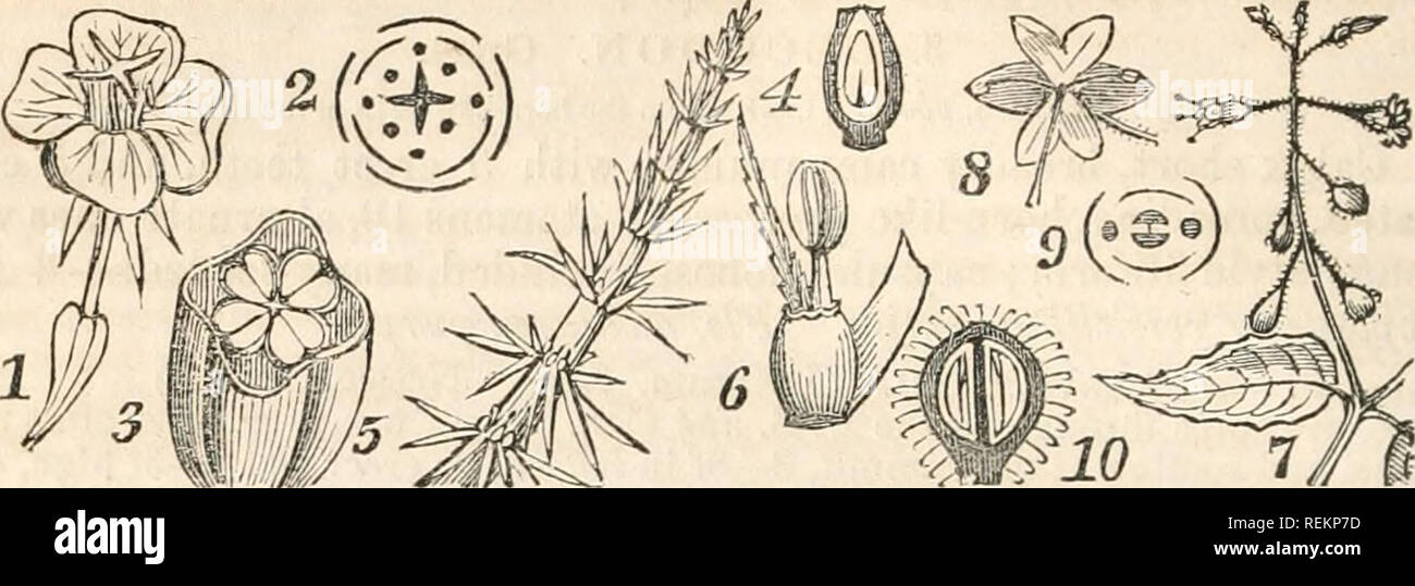 . Eine Klasse - das Buch der Botanik; für Hochschulen, Akademien und anderen Seminaren ... durch eine Flora des nördlichen, mittleren und westlichen Staaten dargestellt, insbesondere der Vereinigten Staaten nördlich des Capitol, lat. 38 3/4 o. Botanik; Pflanzen -- United States; Pflanzen-- Kanada. ', Hi2 Lv. onagracea:. Epilobium. keine bemerkenswerten Eigenschaften besitzen. Viele Gattungen sind Zierpflanzen, und einer, der berühmte Fuchsia, wird so zu einem hohen (legiee. Zu dieser Ordnung ist die Unterordnung Halorngece angehängt, bestehend aus aouatic Kräuter einer minderwertigen, tha Blumen, unvollständige oder zu einsamen Körperteile oder Organe reduziert.. Abb. 45. Stockfoto