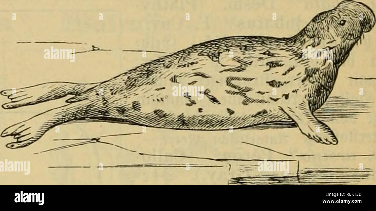 . Dr. Johannes Leunis Synopsis der thierkunde. Ein Handbuch für hÃ¶ hier Lehranstalten und für alle, welche sich wissenschaftlich mit der Naturgeschichte der thiere beschÃ¤ftigen wollen. Tiere. 204 3 oo (ogte ober 9 taturgefc^ ic^te beÃ¤J^^ icrveid S. Ich 3/2 12 B. 3. %. PllOCIlia â¢^. ^ ee^ unbe (§. 125,3.). edjÃ¤^ ne ntc^t Ã¶ cvÂ" lÃ ¤ ngei-t (Gig. 157.); Â® ebiJ3i t obev | ober 4, c |, m f (im9}Wd) gcbif 3m |); bie SBorberjf^ eu nehmen Ã¼on innen nad) anfeen Eine Â® vÃ¶Ãe ab; ond Ben § intev * ge^en ift bie innere unb bie Ã ¤ uÃere grÃ¶ Ãer afÃ ¤ bie Ã¼brigen (j^ Tg. 156.); â®) Ien unb@^ tDintntt) Ã¤ute finb Stockfoto