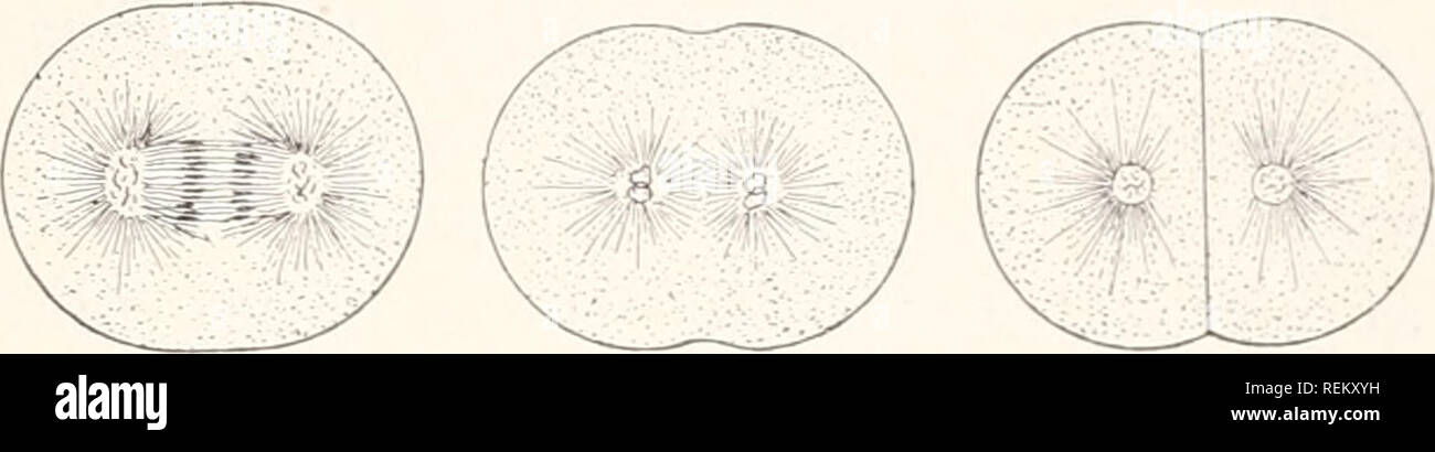 . Eine bürgerliche Biologie: in Probleme. Biologie; sanitäre Einrichtungen. Welcher Teil der Zelle teilt zuerst? Der Chromosomen? Was scheint sehr unterschiedlicher Formen und Größen. Es gibt Zellen so groß, dass Sie * E problemlos mit Stufen in der Teilung einer Zelle gesehen werden zwei zu bilden. Die mit dem bloßen Auge; z. b. Die wurzelhaare von Pflanzen und Eier von einigen Tieren. Auf der anderen Seite, Zellen können so werden, wie im Fall der pflanzlichen Zellen genannt, Bakterien, die mehrere Millionen in ein paar Tropfen Milch vorhanden sein könnten. Die Formen der Zellen können extrem in verschiedenen Geweben unterschiedlich sein; Sie können Stockfoto . Eine bürgerliche Biologie: in Probleme. Biologie; sanitäre Einrichtungen. Welcher Teil der Zelle teilt zuerst? Der Chromosomen? Was scheint sehr unterschiedlicher Formen und Größen. Es gibt Zellen so groß, dass Sie * E problemlos mit Stufen in der Teilung einer Zelle gesehen werden zwei zu bilden. Die mit dem bloßen Auge; z. b. Die wurzelhaare von Pflanzen und Eier von einigen Tieren. Auf der anderen Seite, Zellen können so werden, wie im Fall der pflanzlichen Zellen genannt, Bakterien, die mehrere Millionen in ein paar Tropfen Milch vorhanden sein könnten. Die Formen der Zellen können extrem in verschiedenen Geweben unterschiedlich sein; Sie können Stockfoto