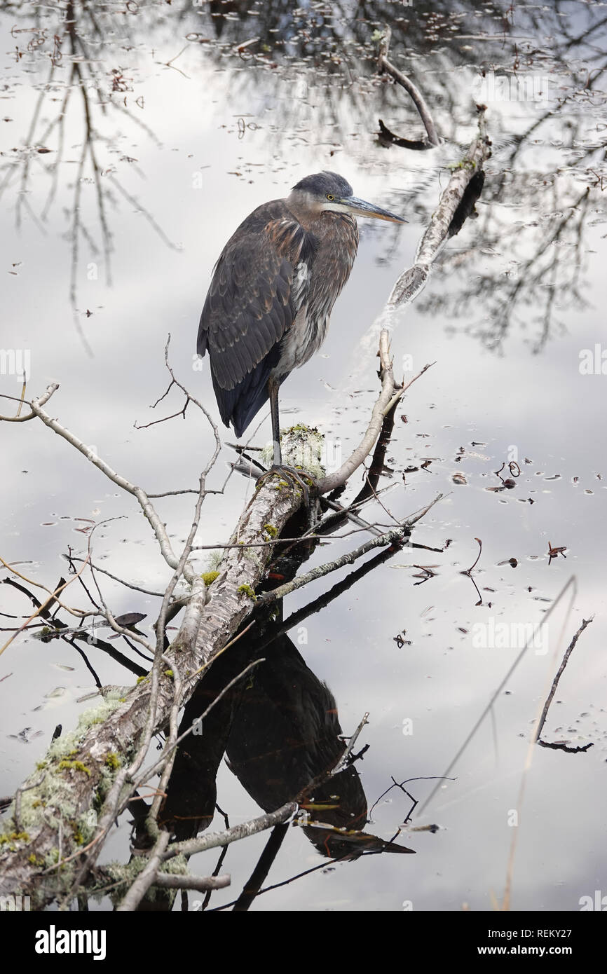 Great Blue Heron (Ardea herodias) in der Nähe von Wasser in Nisqually National Wildlife Refuge, WA, USA Stockfoto