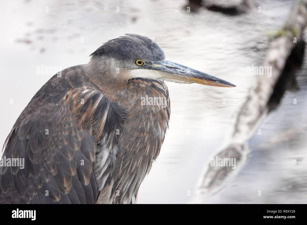 Great Blue Heron (Ardea herodias) in der Nähe von Wasser in Nisqually National Wildlife Refuge, WA, USA Stockfoto