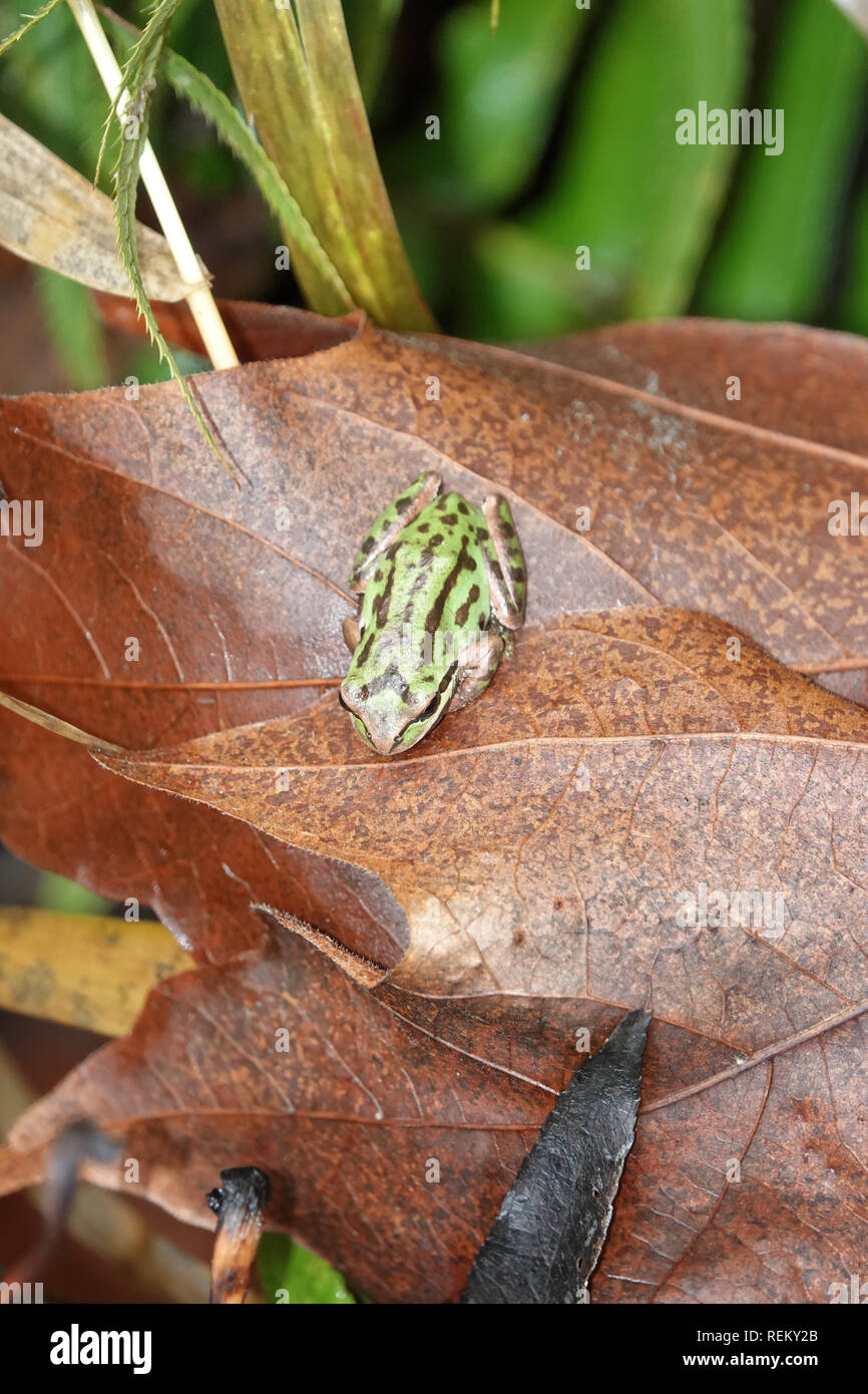 Winzige pacific Tree Frog (Pseudacris regilla oder Hyla regilla) auf ein Blatt in Nisqually Wildlife Refuge, WA, USA sitzen; Dezember 2018 Stockfoto