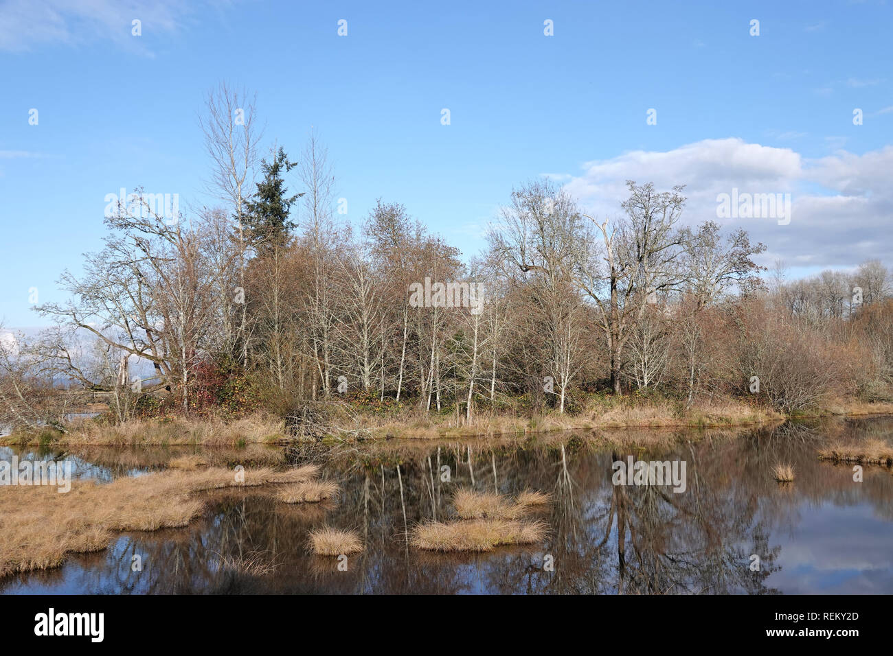 Nisqually National Wildlife Refuge, Dezember 2018 Stockfoto