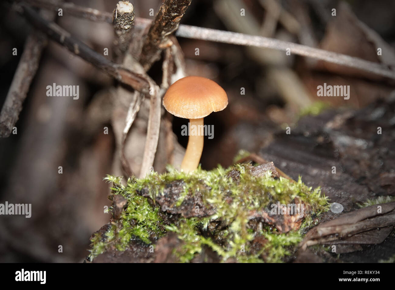 Winzige ockerfarbene Pilzzucht im Dezember im Staat Washington, USA Stockfoto