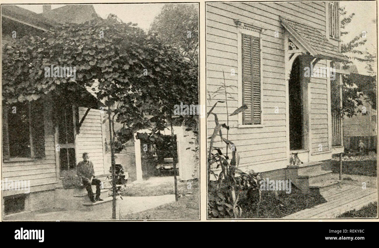 . Civic Biologie; Lehrbuch der Probleme, lokaler und nationaler Ebene, die nur durch die bürgerliche coöperation gelöst werden können. Biologie. 86 CIVIC BIOLOGIE was Exotisches ist schöner als unsere Mountain Laurel oder unsere rhoclora oder anmutiger als unsere sumacs und Elder-Berry, oder süßer als unsere Pfeffer Bush und Wild Rose? Es ist keine leichte Angelegenheit, dass eine Anlage in die Umgebung auf einem großen Kontinent angepasst geworden ist durch die vielen centu-Ries von seinem Kampf um die Existenz. Blumen. Mit Buschwerk nun als Hintergrund natürlich, in der schönsten Landschaft Effekte, die Stauden. Abb. 41. Die meisten Das Stockfoto