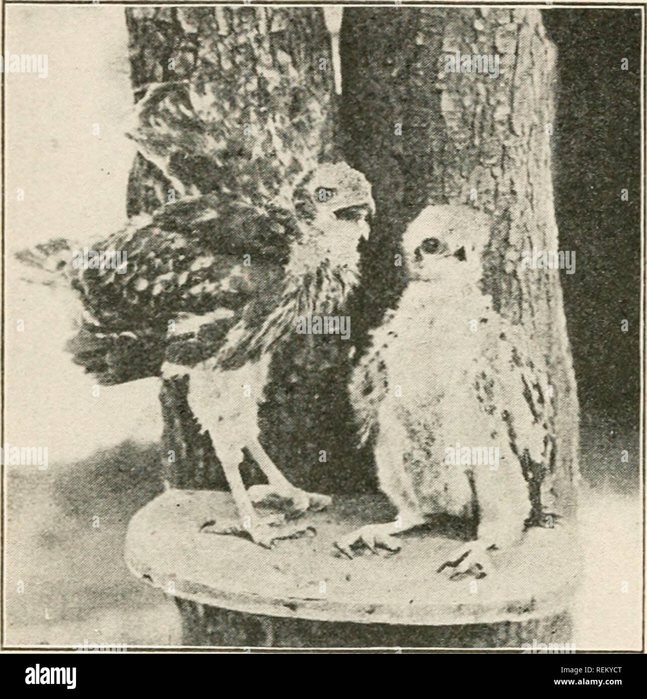 . Civic Biologie; Lehrbuch der Probleme, lokaler und nationaler Ebene, die nur durch die bürgerliche coöperation gelöst werden können. Biologie. 44 nVIC BIOL () (rV (für drei Jahre Vergangenheit Belohnungen Aggregation über $ oUOU für die Erkennung und Meldung von imdisturbed nistende Paare oder Kolonien der Passagier Tauben, irgendwo in Amerika, haben Xorth unclaimed blieb und keine greifbaren Beweise hat l> een erhielt der Tauben während dieser Zeit getötet oder sogar gesehen. Dies wird im Allgemeinen als Nachweis der Arten im wilden Zustand ausgestorben akzeptiert. Ein alter Vogel überlebt noch in der Cincinnati zoologischen Gar-den. Wenn Verschachtelung Tauben überhaupt gefunden werden, t Stockfoto