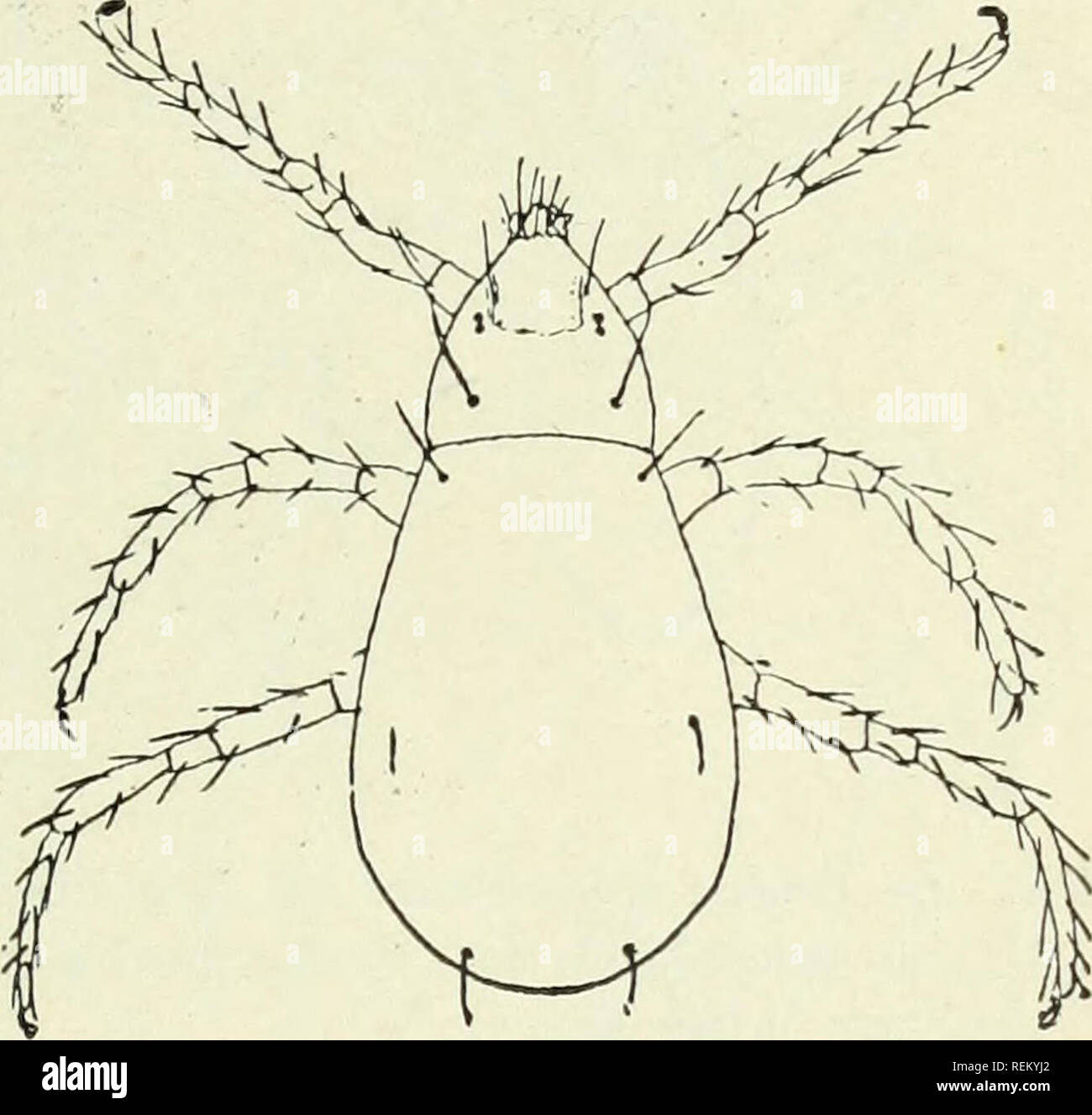 . Rundschreiben. Insekten. Ich â Â" W "B^Rundschreiben Nr. 77. Landwirtschaftsministerium der Vereinigten Staaten, BÜRO DER ENTOMOLOGIE, L. O. HOWARD, Entomologe und Chef des Präsidiums. Ernte Milben, oder "CHIGGERS." Von F. H. Chittenden, Entomologe verantwortlich für Zucht Experimente. Die Bewohner des Südens und der südliche Teil von vielen der zentralen Staaten, vor allem die Besucher in diesen Abschnitten, unterliegen oft großen Ärger wegen der Angriffe von Minute Kreaturen Bevölkerung besonders als "Chiggers" 1 bekannt und "Red Bugs, "Und, falsch, wie Zecken. Diese Schädlinge sind die Larve Stockfoto