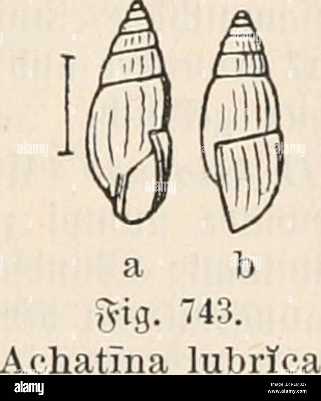 . Dr. Johannes Leunis Synopsis der thierkunde. Ein Handbuch für hÃ¶ hier Lehranstalten und für alle, welche sich wissenschaftlich mit der Naturgeschichte der thiere beschÃ¤ftigen wollen. Zoologie. I. Pulmonata. ^^ iingcufd necfcn. 887 * n. linlosericta') Stud. Ctbct Uiiterfd) [id) Hon ber Dorigen, g (etdigroÂ §en 5 (rt §. G 92.) nur 5 Sinbimgen biird, fÃ¼rjere 33cf) aanutg iinb bcfonbei^ Burd) bte 33 eja^ mtng bc 6 2) hinb [aumc^, weiche Burd) [tnrtcreS 3 Sorfpringen bcr gcbud) teten?t)) pc Ã ¤ uftanbc foitintt. (Viittct fic^ nur in tcit pliercn Ãkbirgen Ã ¤ lrifrf; cit 700 - 2000 m § Ã¶ Fic. Ã. Biiliiiiiis''' (S Stockfoto