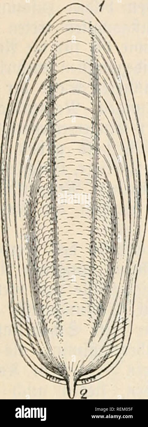 . Dr. Johannes Leunis Synopsis der thierkunde. Ein Handbuch für hÃ¶ hier Lehranstalten und für alle, welche sich wissenschaftlich mit der Naturgeschichte der thiere beschÃ¤ftigen wollen. Zoologie. I.. Klaffe. CephalopÃ¶ da.^^ Sintenfifc jffÃ¼Ãer, e. 827. gig. 670. ^ alfige Â© d^ATC-i5 auf Sepia officinÃ ¤ lis, Von ber ÃtÃ¼dcnfeitc gefe^en. 1 SÃorberenbe; 2 § interenbe. m - S. 671. § Ornige Â© c^ale Ã¼on Loligo vulgaris, den Ber9{Ã¼cEenfeite gefc^ cn. 1 5 Bcrberenbe; 2 ber bem Schafte ber Â©{fialc iadenfnor genbe anlieÂ" 9=l^El (§. 643.); 3^ interenbe. (Gtg. 687.) befigt eine innere Ãartfd) ein (e, aber H Stockfoto