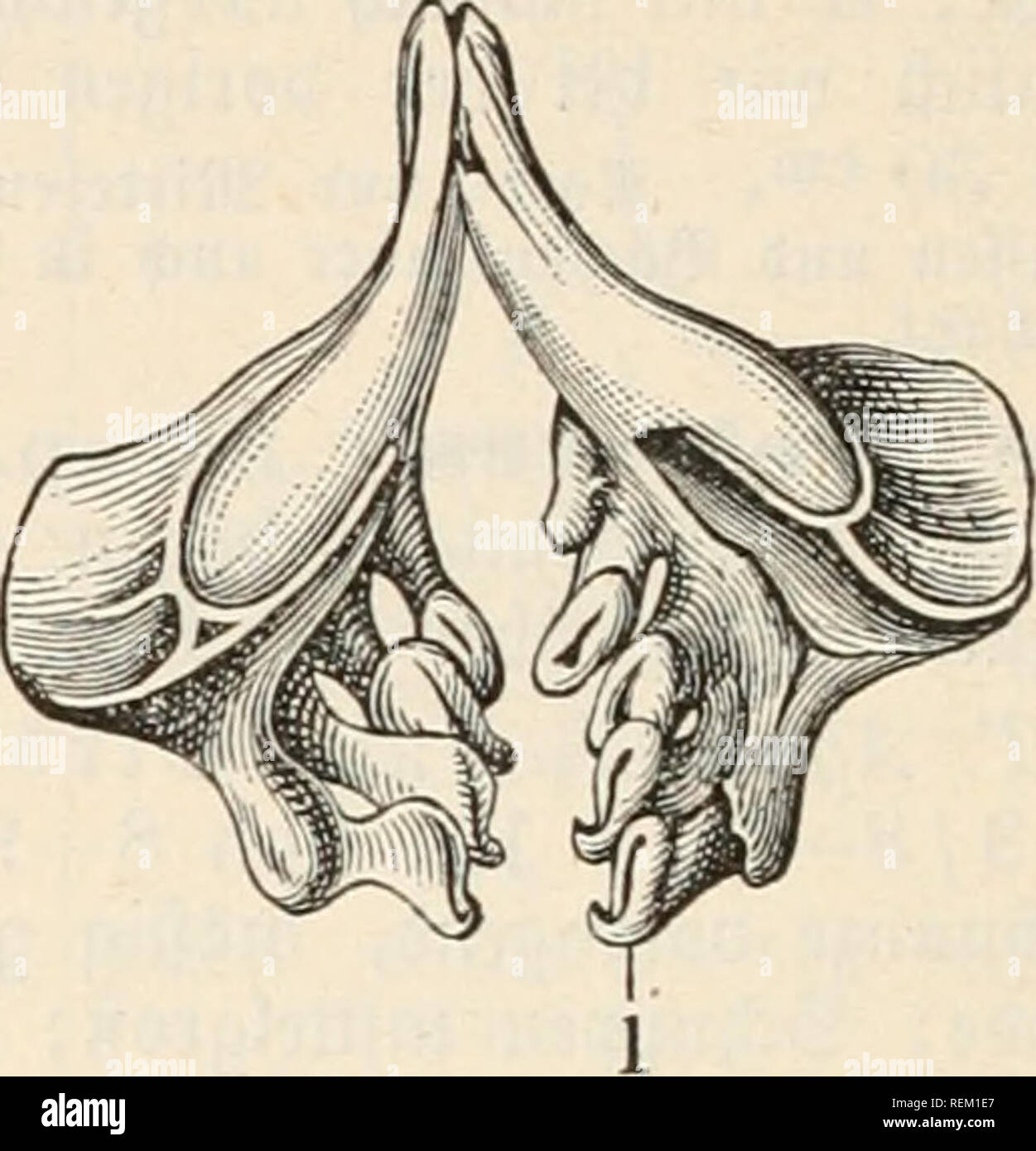 . Dr. Johannes Leunis Synopsis der thierkunde. Ein Handbuch für höhere Lehranstalten und für alle, welche sich wissenschaftlich mit der Naturgeschichte der Thiere beschäftigen wollen. Zoologie. 734 3 oologte ober S'icöte beö Jaturgefc^2: ^tevret (^ §. §. 539. * Tinea vulgaris V Cuv. {%Q. 571) - K3; E3-bis 17; B 2/8-9;® emetne © c^ Iei^e -4/8 -9; Br 1/15 3-4/6-7; S 19; Seh 30-32/90 - 110 / 20; Schldz 5 - 4 (5 - 5); Sörper fe^r glatt iinb fc^ letmig: bie beiben S3 artfäben furj; oEe gloffen abgerunbet; [(i) iDarj" ober oUoengrün mit® oIb = ober SDieffiiiggtonj, bin S3 Aucf) e Geller; ? änge 20 bis 50 cm; Stockfoto