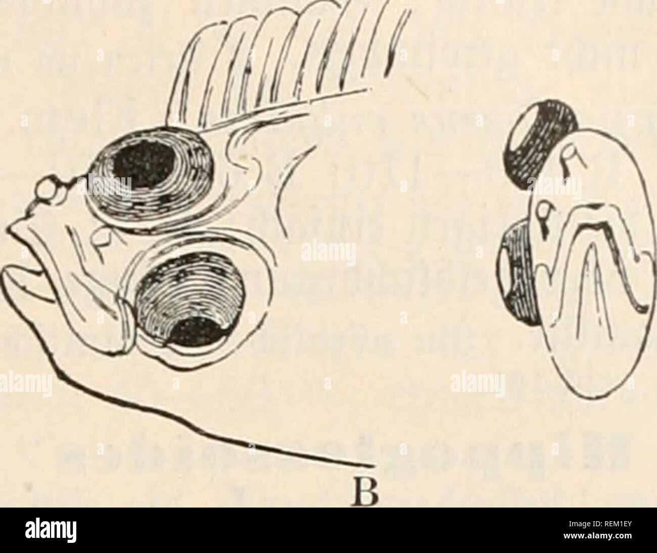 . Dr. Johannes Leunis Synopsis der thierkunde. Ein Handbuch für höhere Lehranstalten und für alle, welche sich wissenschaftlich mit der Naturgeschichte der Thiere beschäftigen wollen. Zoologie. . Bitte beachten Sie, dass diese Bilder sind von der gescannten Seite Bilder, die digital für die Lesbarkeit verbessert haben mögen - Färbung und Aussehen dieser Abbildungen können nicht perfekt dem Original ähneln. extrahiert. Leunis, Johannes, 1802-1873; Ludwig, Hubert, 1852-1913. Hahnsche Buchhandlung Hannover, Stockfoto