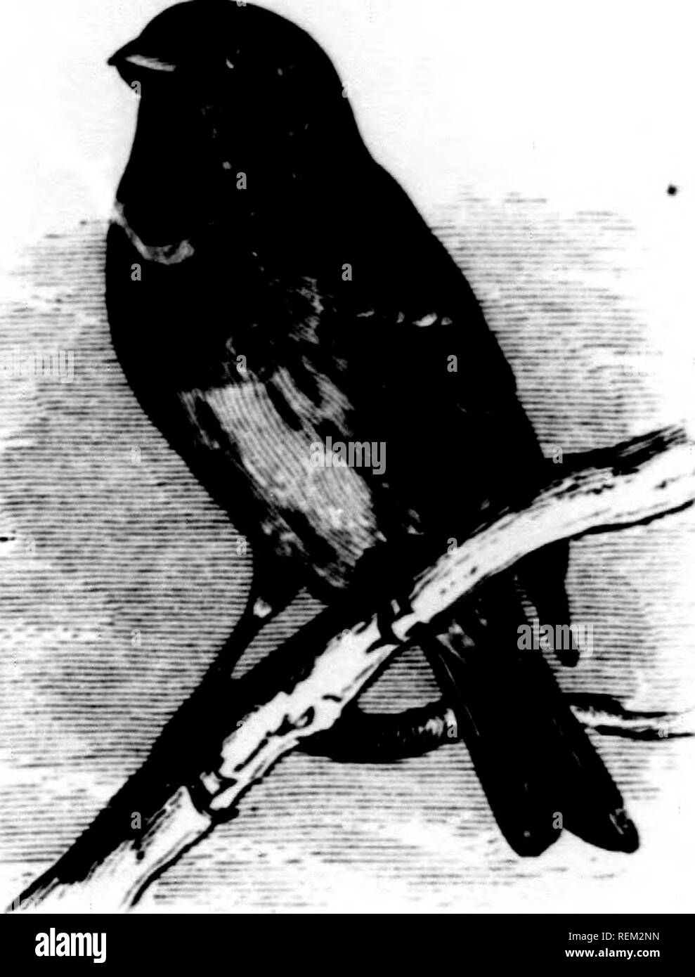 . Eine Geschichte der nordamerikanische Vögel [microform]: Land der Vögel. Vögel - Nordamerika; Ornithologie - Nordamerika; Oiseaux - In du Nord; Ornithologie - In du Nord. Fi: iN &Lt;nLLII) J': - THK FIXCHl' X 4 (; Ich. Carpoffnrus frontnlis. weniger sliaT]' ly "l" taip" (l, aiul tlic wiii ^f-arc ieatluTs lnnadly edncd mit Li^ dit Erde - bniwii. Kranke autiiiiin ami Winter, wie in allen tlic otlitT Specie, die Stange Tönungen Kunst; weicher und lanrt'}" Inj&gt; lisli tlian in sprinL; und snininer. IIahiis. C''s assin Purplf Fincli ist die größte der Amerikanischen hirds dieser Gattung, und ist nicht nur eunspiciiuusly Stockfoto