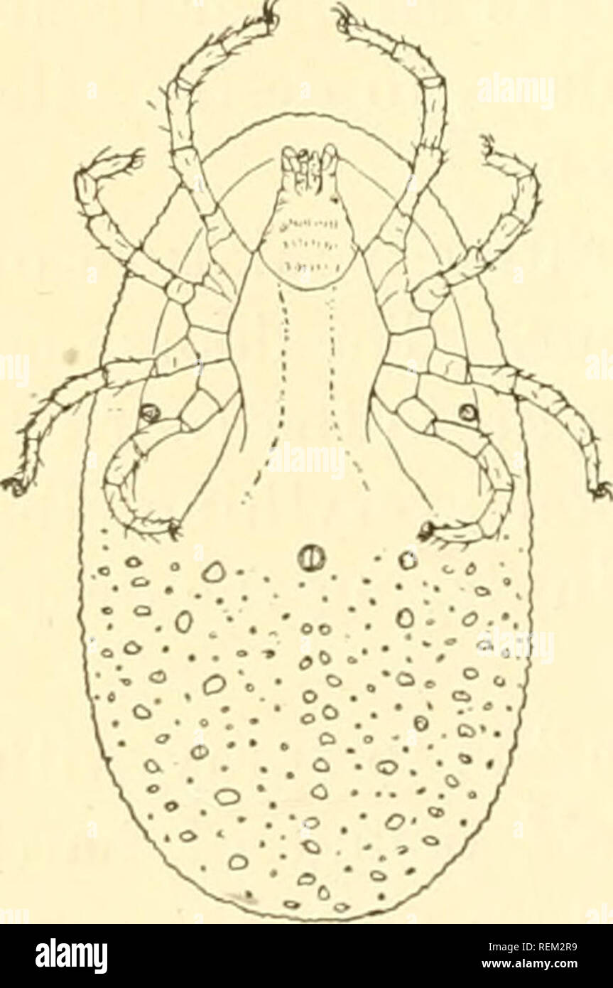 . Rundschreiben. Insekten Insekt pests. Beinen, sondern tritt oft auf dem Kamm und Hals. Die Erwachsenen dieser Art sind ver}^ kleine, weißliche in Farbe und haben sehr kurze Beine. Sie graben in der Haut, wodurch ein starker Juckreiz und bildet eine Kruste der gelösten Gewebe über Ihren gräbt. Ein gutes Hilfsmittel ist die befallenen Teile in warmem Seifenwasser zu baden, dann Anwendung Schwefel Salbe. Naphthaline Kristalle pulverisiert und gemischt mit 9 Teilen Schmalz bilden auch eine wirksame Salbe. Einen anderen eng verwandten Milbe, Cnemidocojjtes gallince Railliet, wird manchmal auf Hühner gefunden. Es gräbt in der Nähe der Basis der Stockfoto