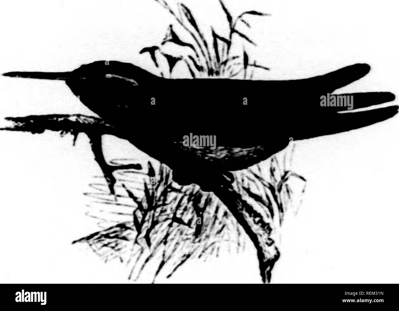 . Eine Geschichte der nordamerikanische Vögel [microform]: Land der Vögel. Vögel - Nordamerika; Ornithologie - North American; Oiseaux - In du Nord; Ornithologie - In du Nord. TKOCIIILID. E - die lirMMlNO - BIKI): ir, 7 HeliopsDdica xantusi, Lawkknce HUMMINO XANTITS'S - BIBD. Arrmzilia xantusi, Lawiu: n "k ann. N.Y. Lauge. VII, EIN |&gt; ril, l^ Co, 100. JlrliojKcdun xantusi, Gould, Mo. Troth. II,&gt;]. Ixv. - In. Intiod. Trodi. Gl. -Ei. i.n.r, 111. Vögel N. ÄA xi, Platte. - C'uuI'ER, Orn. C'al. I, 1870, 305. "Ilcliop irficn cffs/fnicoonuh, L. vwREXCE, Ann. X.Y. Lauge. 1860, 145 (tenialc). - Elliot, ICH Stockfoto