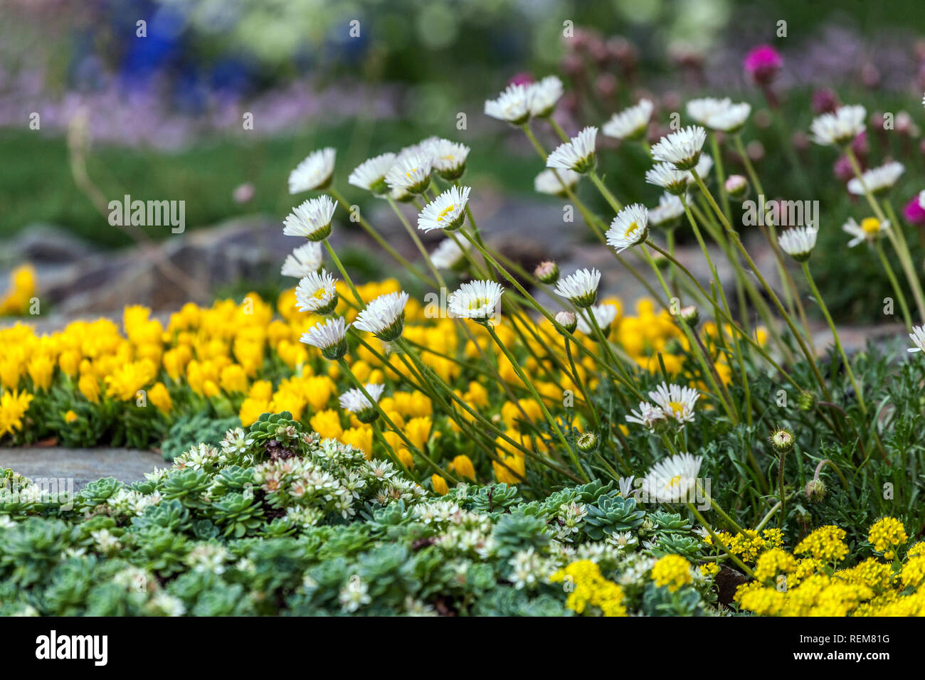 Pflanzen im Steingarten, Saxifraga, Eispflanze, Delosperma-Boden bedecken Pflanzen im Garten Bellis Daisy Stockfoto
