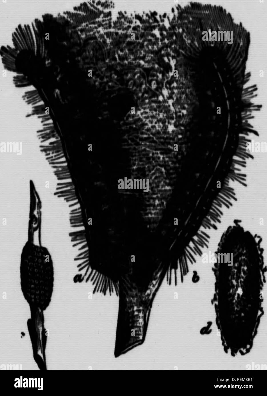 . Gemeinsame Insekten, Bäume [microform]. Schädlinge; Früchte; Insectes nuisibles; Obst. Die Lage des Web * können h-Arnt während carryinif auf der Kprnyin^ für die CiidlinK - MurmN. I) ur!n|; der wärmeren hourit I&gt;f der Tag, an dem die Raupen sind tcuttercd über die Extremität, Fütterung auf die fotintrr und thrrrforr es Ich * notwendig mit "Ttack, wenn sie Uri - alle an huitif in ihr Zelt. Wenn Sie | {row groß, ''Ley verteilen sich ovor dem Baum, und lief nur zerstört, indem ich sein. liberalen ipray von Paris ifreen oder andere Gift. Die seeimd Arten, t Zelt des Kort - caterpi Stockfoto