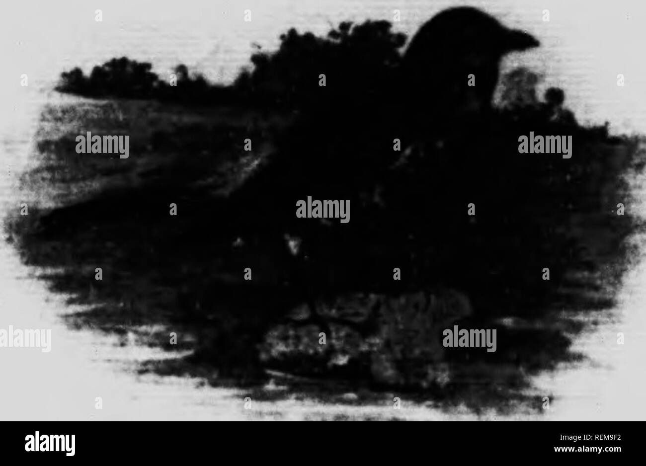 . Natürliche Geschichte der Selborne und Beobachtungen der Natur [microform]. Natural History; Sciences Naturelles. Essen ist eine gute Steuerung der Aktionen und gehen Sie Sitzungen des Brute-force-Erstellung: Es gibt aber eine, die im Wettbewerb mit kann eingestellt werden, und das ist Liebe. Aber ich kann nicht ganz hinnehmen, mit Ihnen in einem circum-Haltung, die Sie voraus -, dass "wenn Sie so geschlemmt, Sie wieder ins kleine Parteien von fünf oder sechs separate, und der beste Tarif können Sie in einem bestimmten Bezirk erhalten, keinen Anreiz auf der Suche nach frisch zu gehen - gedreht Erden." Nun, wenn Du meinst, dass das Geschäft von c Stockfoto