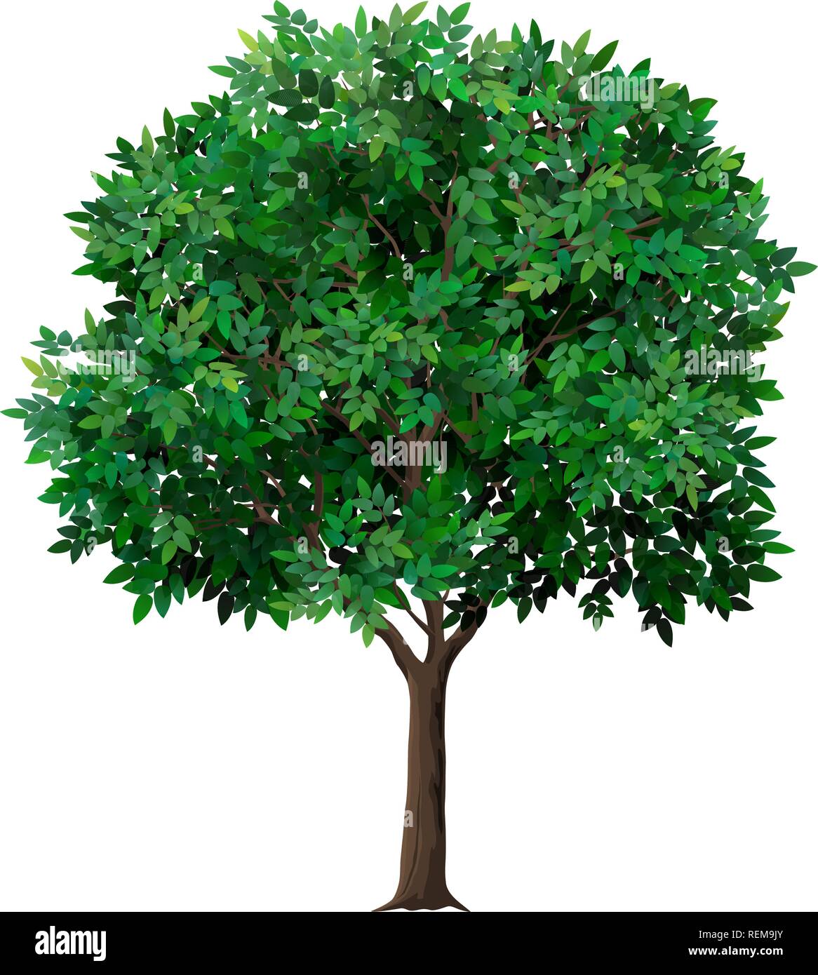 Vektor realistische Baum mit grünen Blättern. Garten Obst Baum mit einem üppigen Krone. Detaillierte Anlage. Auf weissem Hintergrund. Stock Vektor