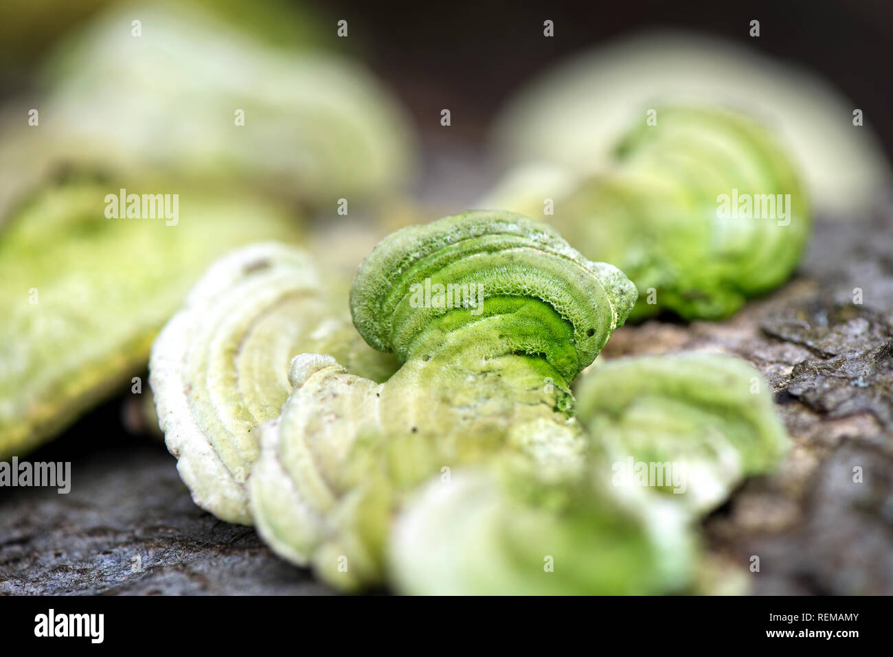 Giftige Pilze im Wald wachsen auf Bäumen. Grüne Natur Hintergrund. Schönen Herbst. Konzept der Krankheit auf die Pflanzen. Stockfoto