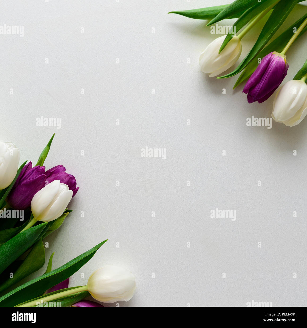 Blumenstrauß aus den weißen und lila Tulpen auf weißem Holz- Hintergrund. Ansicht von oben. Flach. Kopieren Sie Platz. Valentinstag, Muttertag, Geburtstag, Hochzeit celebrat Stockfoto