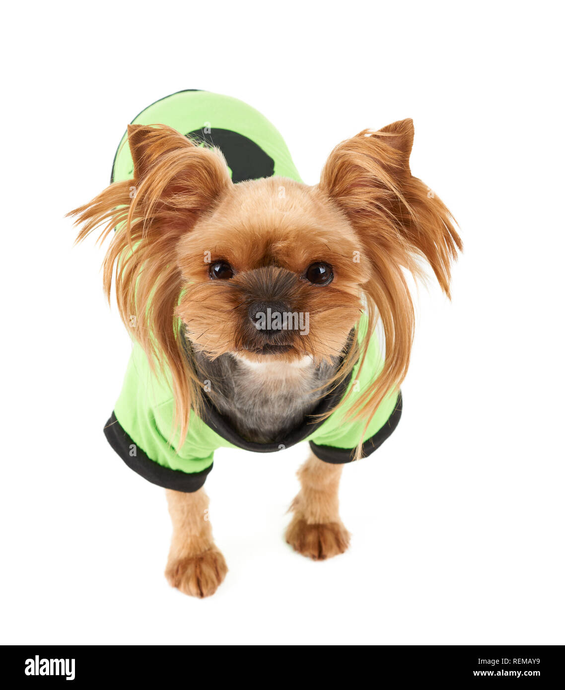 Eine süße Yorkshire Terrier in Grün pet-Anzug isoliert auf weißem Stockfoto