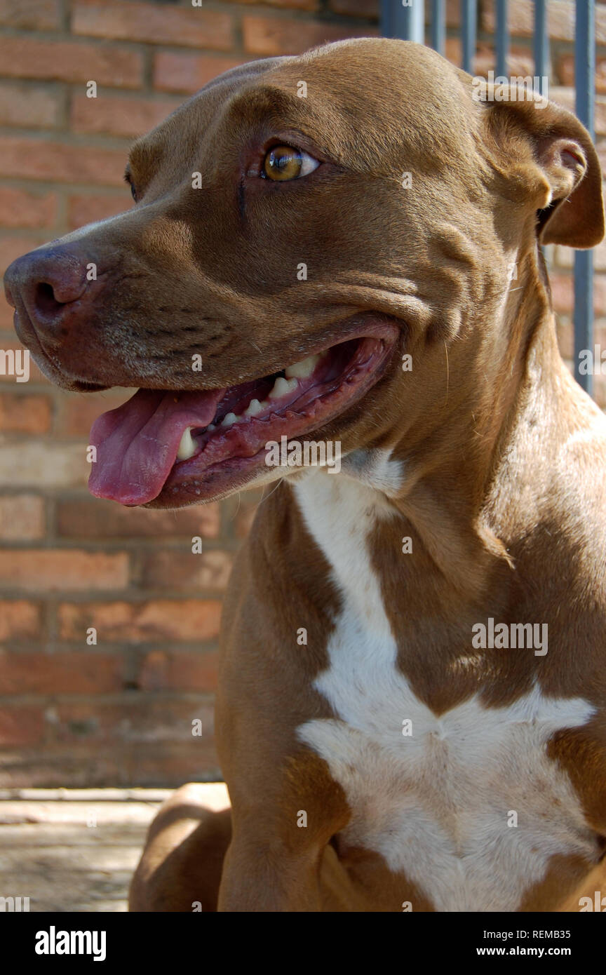 Rote Nase Pitbull Stockfotos Und Bilder Kaufen Alamy