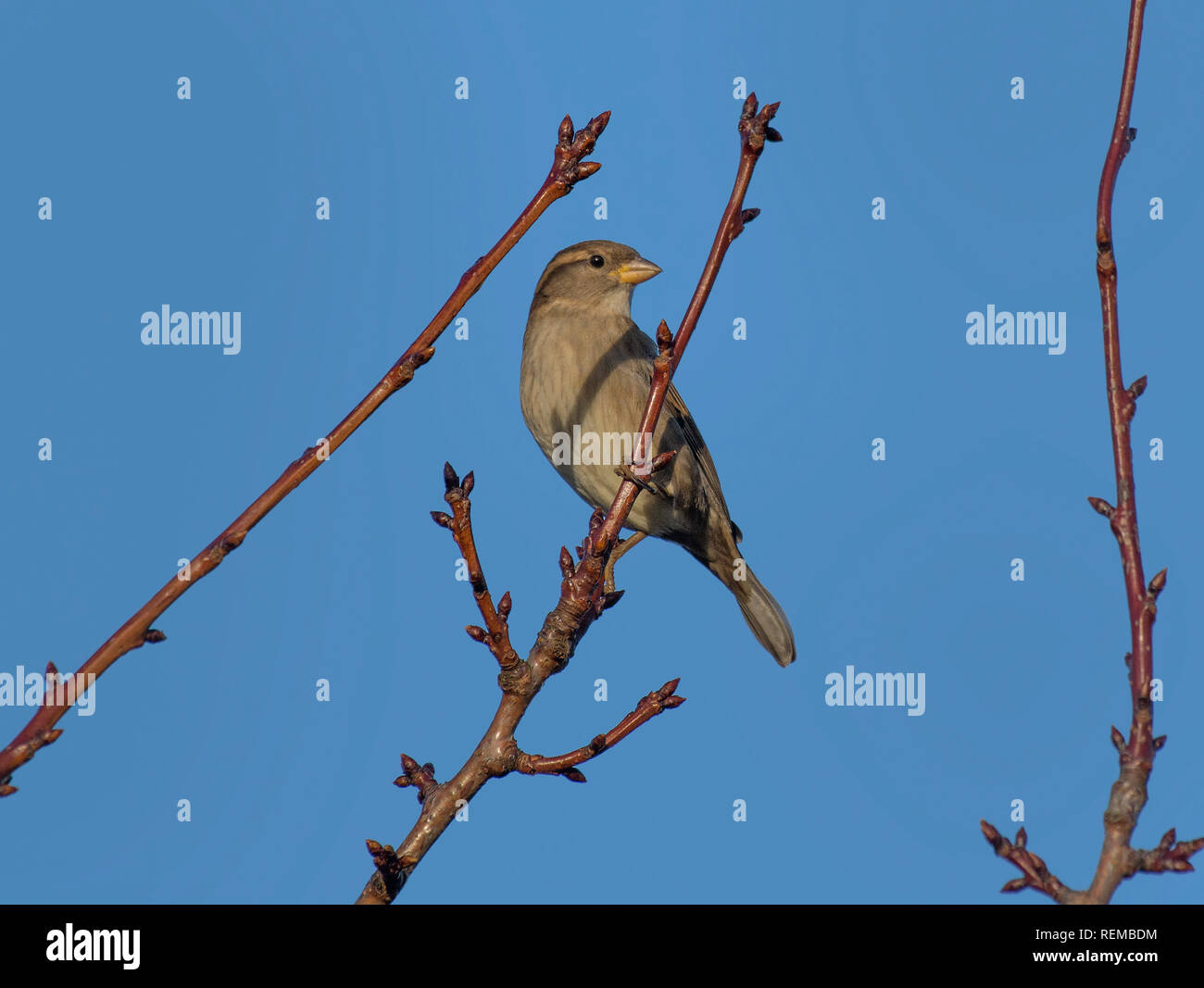 Weibliche Buchfink, Fringilla coelebs, auf einem Zweig gegen Plain blue sky, Lancashire, Großbritannien Stockfoto