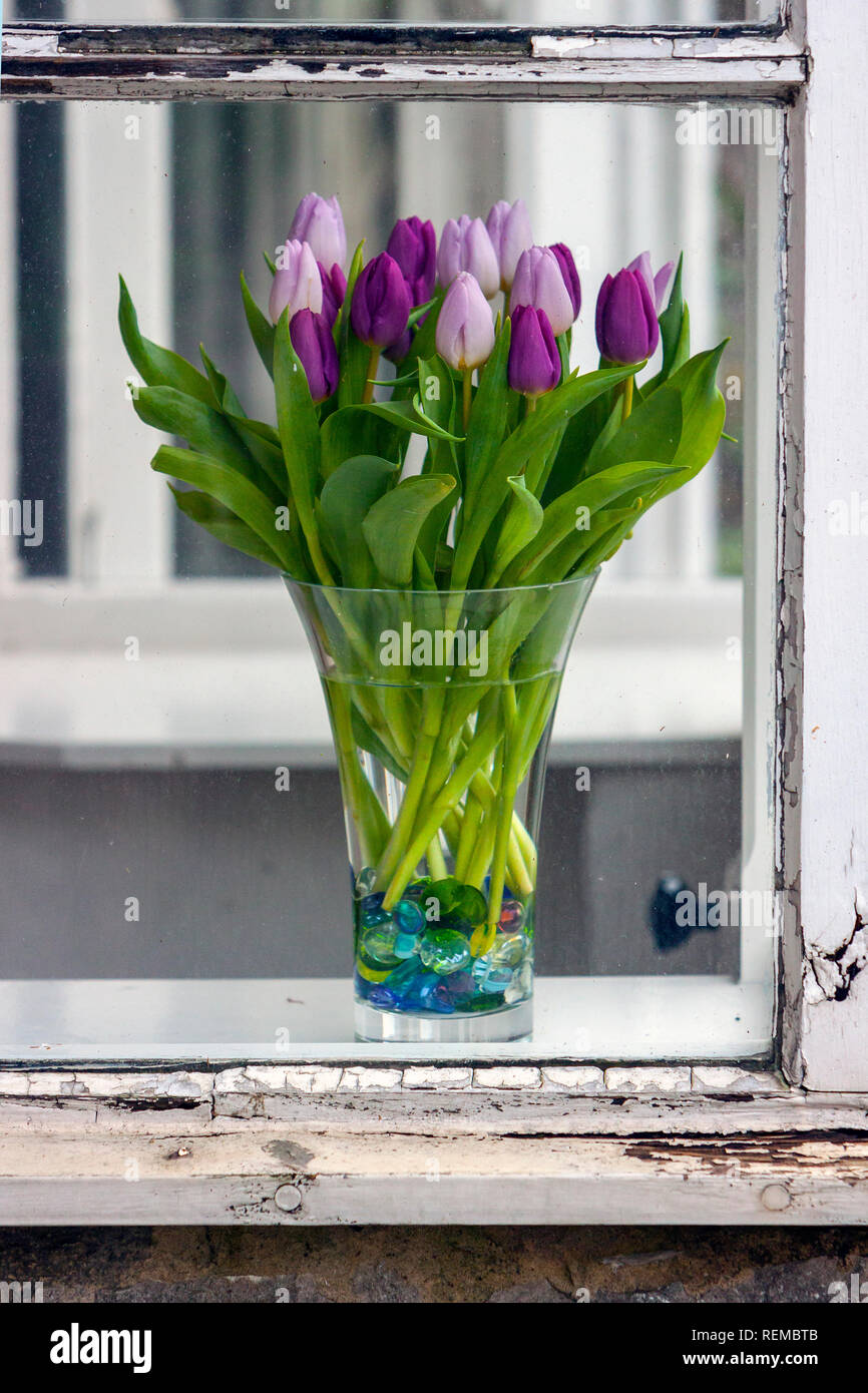 Vase mit Tulpen im Cottage Fenster, Derbyshire Stockfoto