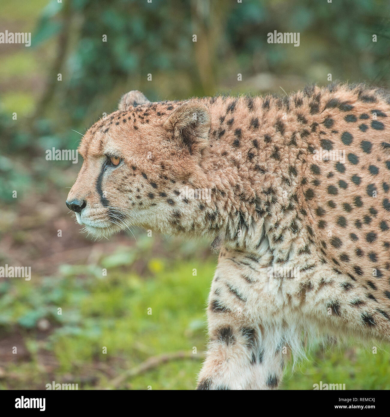 Gepard (Acinonyx Jubatus) Stockfoto