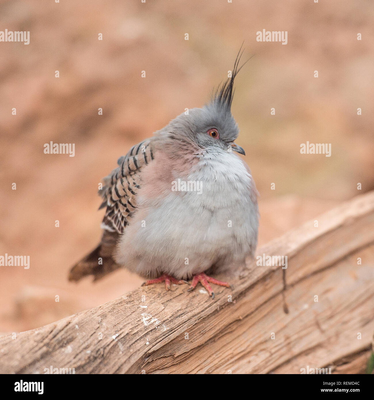 Crested Pigeon (Ocyphas Lophotes) Stockfoto