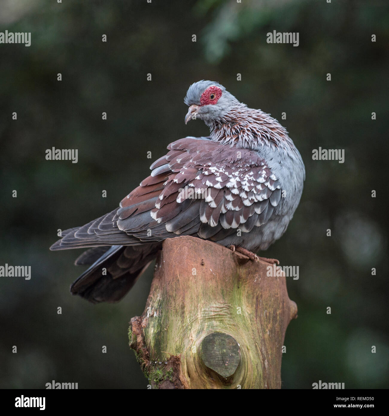 Aussehende taube -Fotos und -Bildmaterial in hoher Auflösung – Alamy