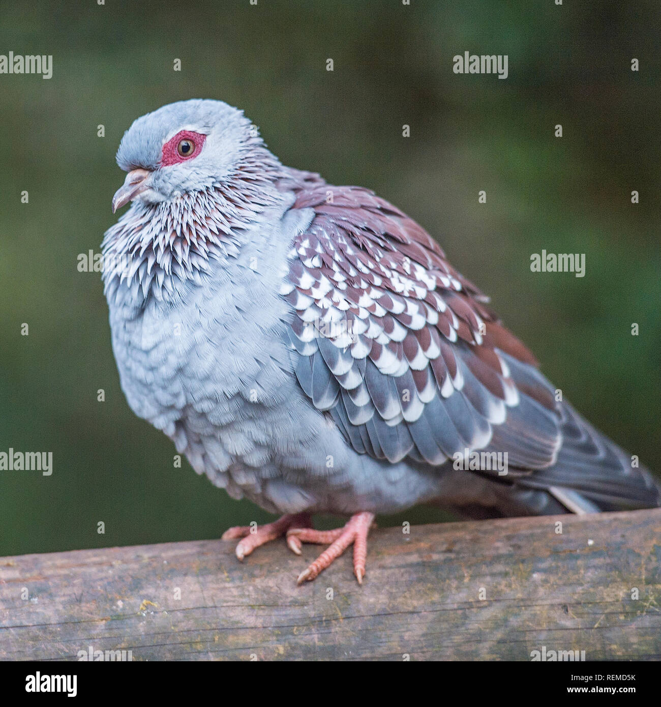 Gefleckte Taube (Columbia Quinea) Stockfoto