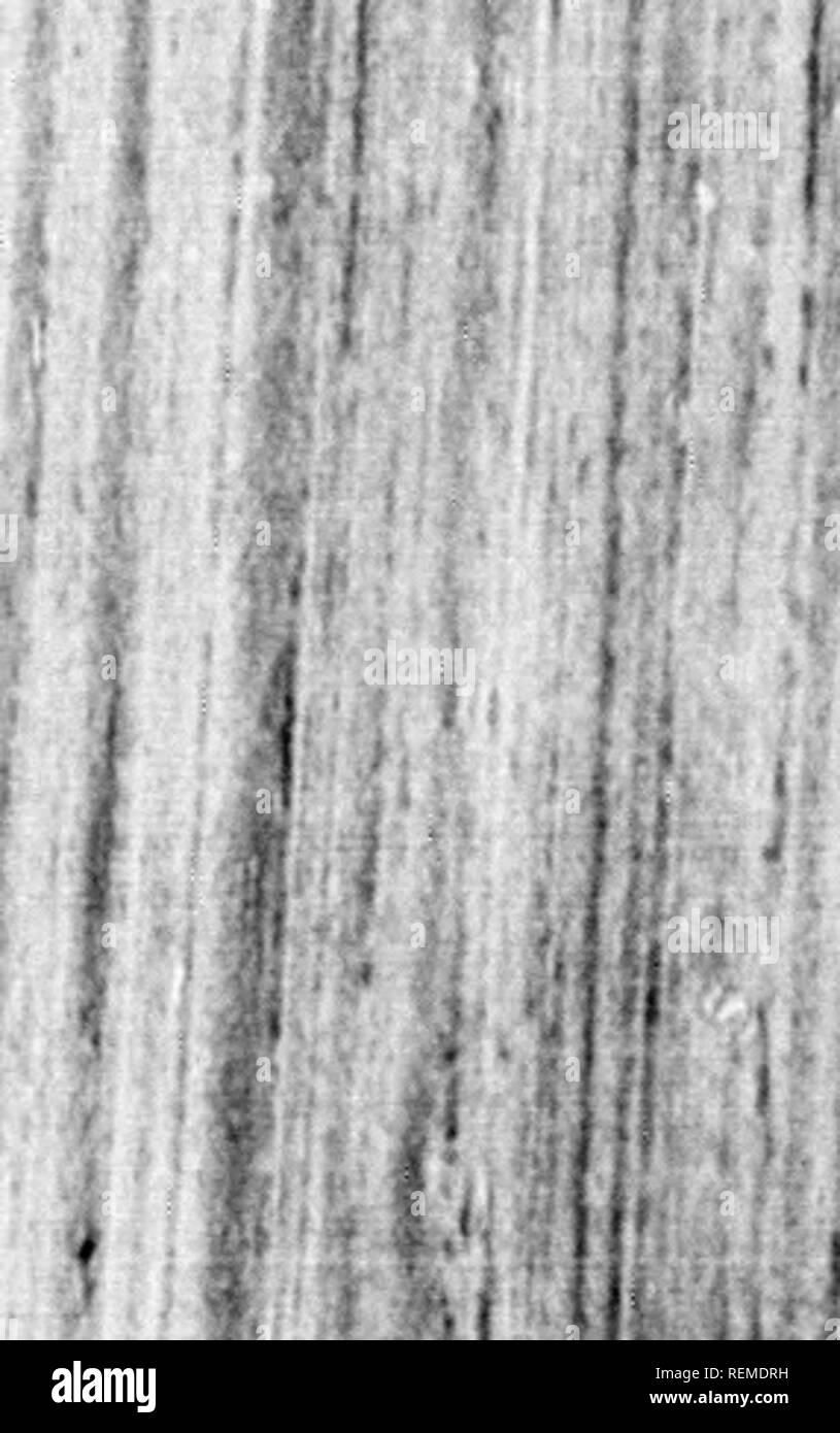 . Reisen in Nordamerika [microform]: Mit seinen natürlichen Geschichte und Indizien der Plantagen und der Landwirtschaft im Allgemeinen: Mit den zivilen, kirchlichen und wirtschaftlichen Zustand des Landes und die Sitten der Einwohner, und mehrere neugierig und wichtige Erläuterungen zu verschiedenen Themen. Natural History; Naturgeschichte; Naturgeschichte; Baron, Baron, Baron. 11 I'. Ich ''â Ich'. Ich tif ich Ich. Â ¢! . Â J S M T I Bitte beachten Sie, dass diese Bilder aus gescannten Seite Bilder, die digital für readabil gesteigert wurden extrahiert werden Stockfoto