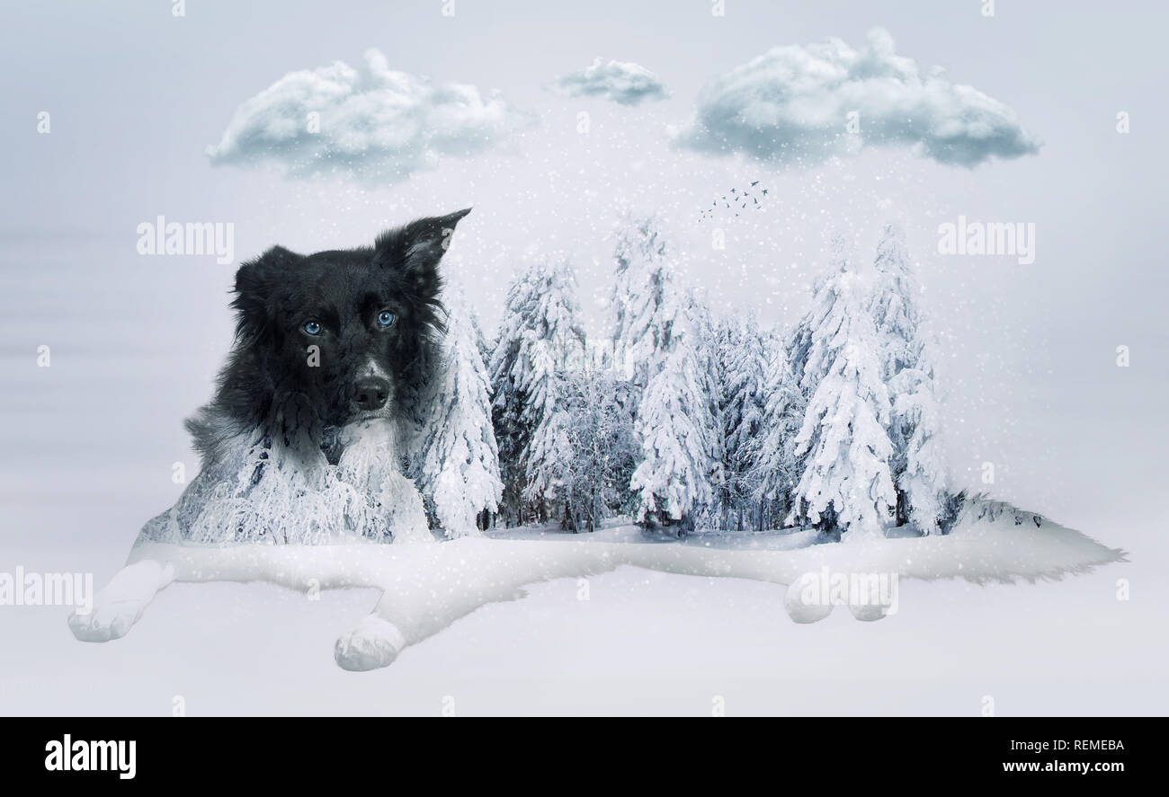 Aufmerksame reinrassigen Border Collie Hund liegend, ein Ohr geknickt, volle Länge Porträt doble Exposition Effekt über Winter verschneite Wald landschaft. Stockfoto