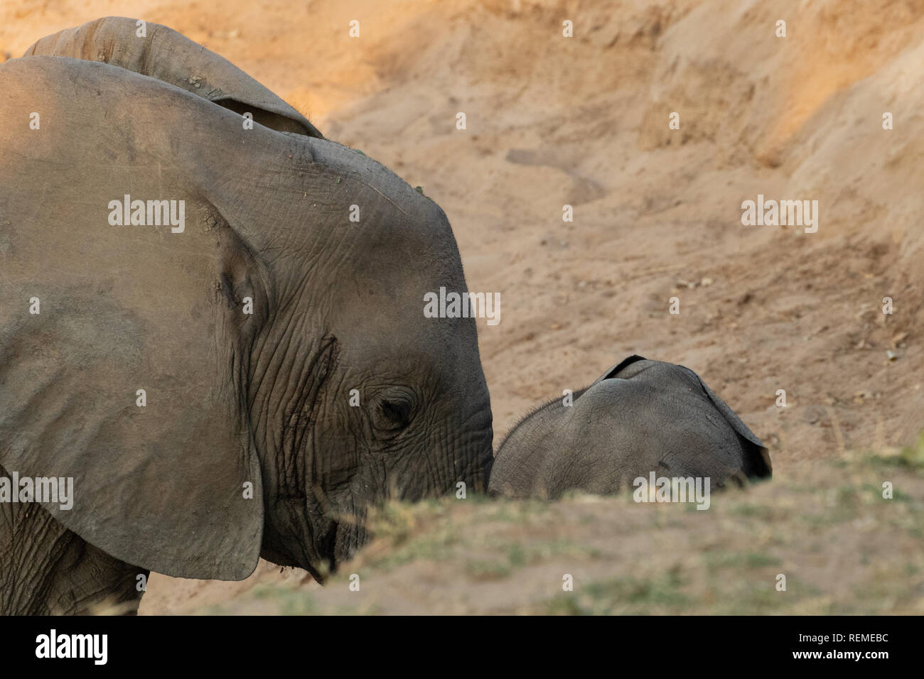 Ein weiblicher Afrikanischer Elefant ihr Kalb das Ufer im South Luangwa National Park zu klettern Stockfoto